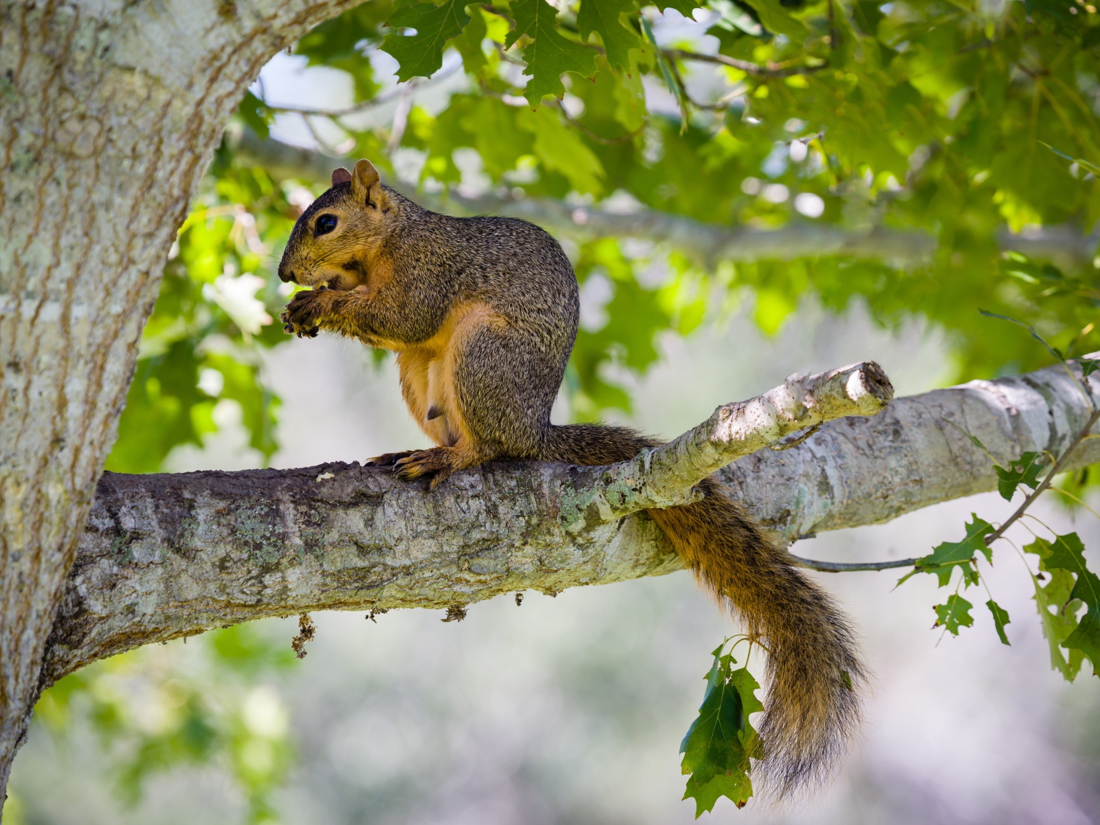 Белка сидит на дереве