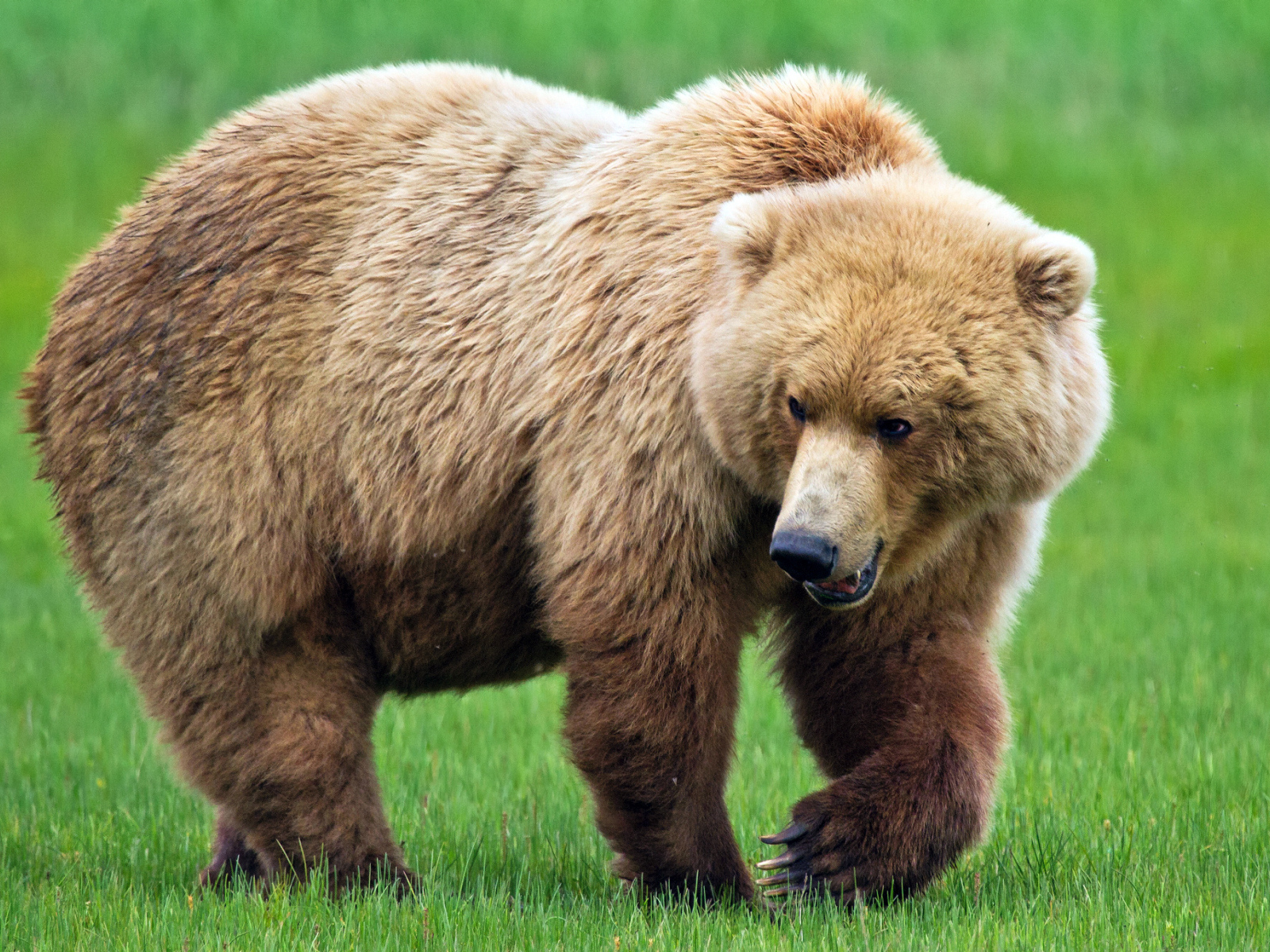 Медведь идет по траве