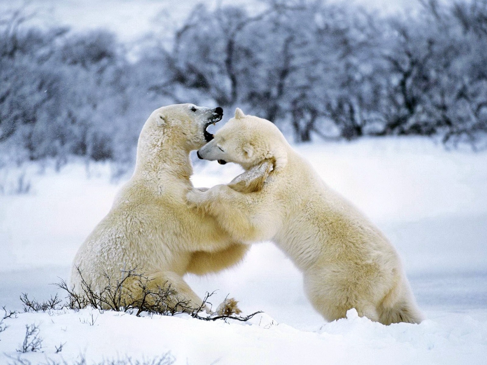 Борьба белых медведей