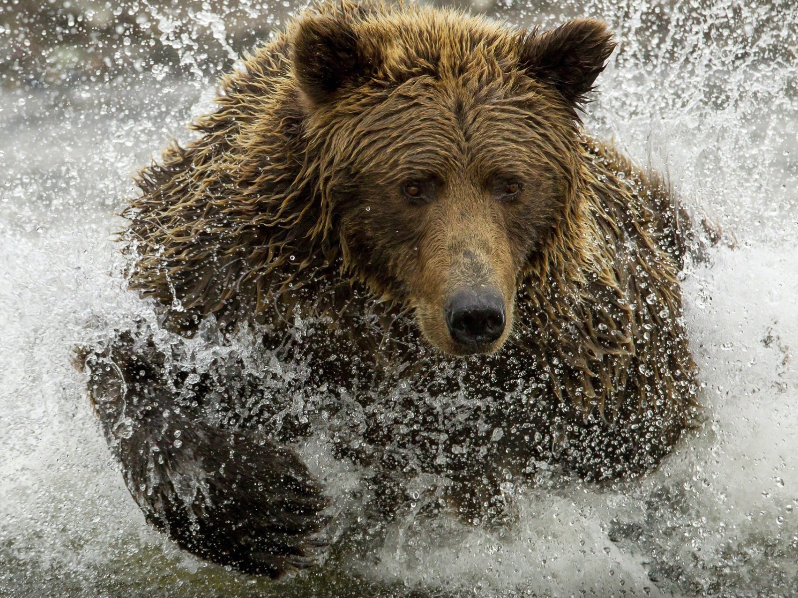 Медведь ловит рыбу