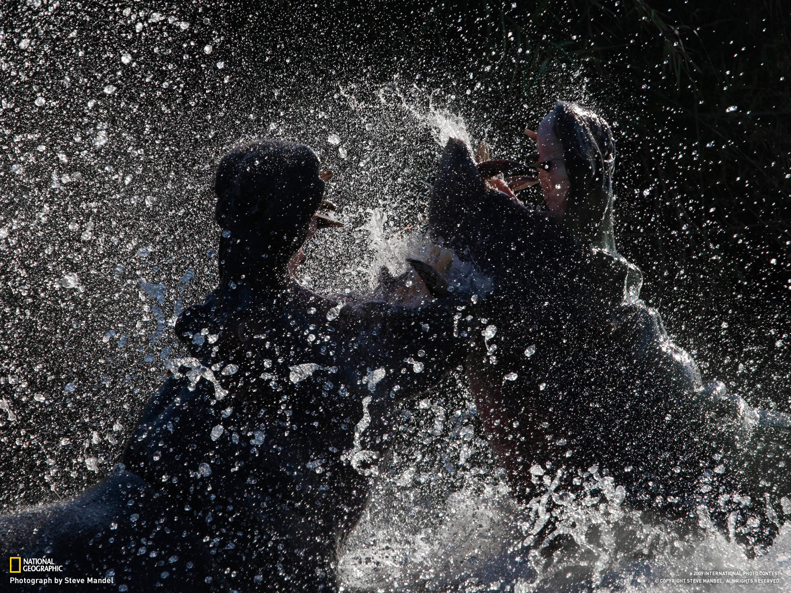 Битва бегемотов