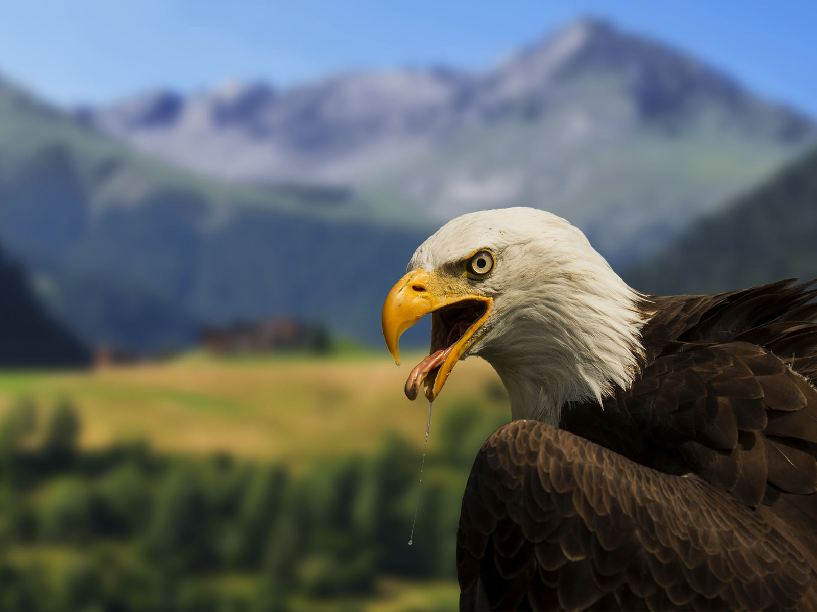 Белоголовый орлан на фоне гор