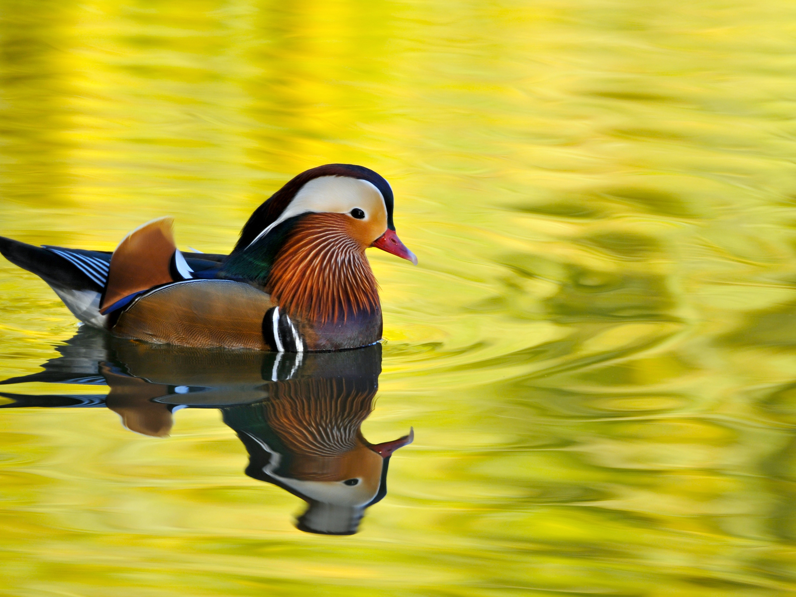 Красивая утка Мандаринка