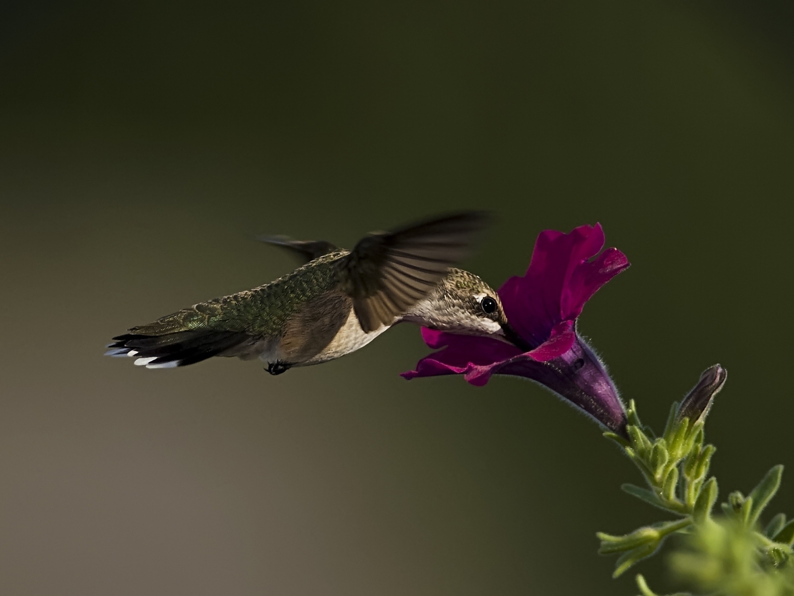 Птица колибри у цветка