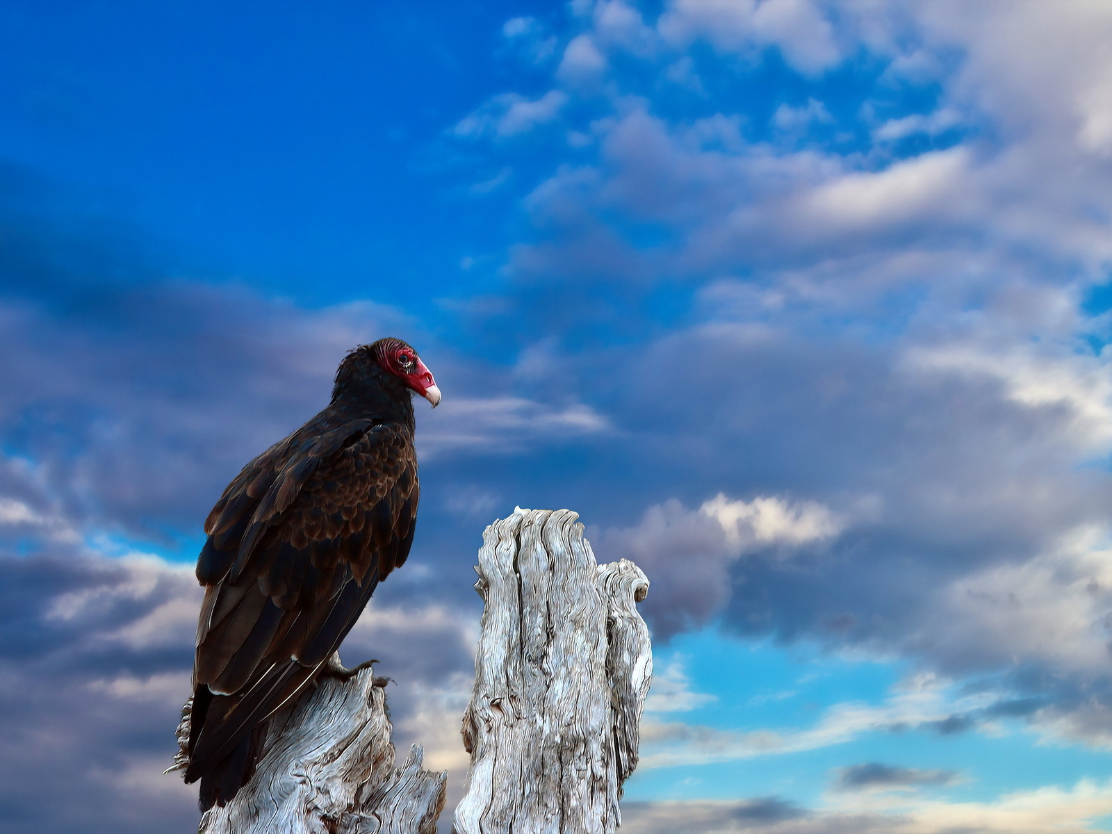Птица на старом пеньке