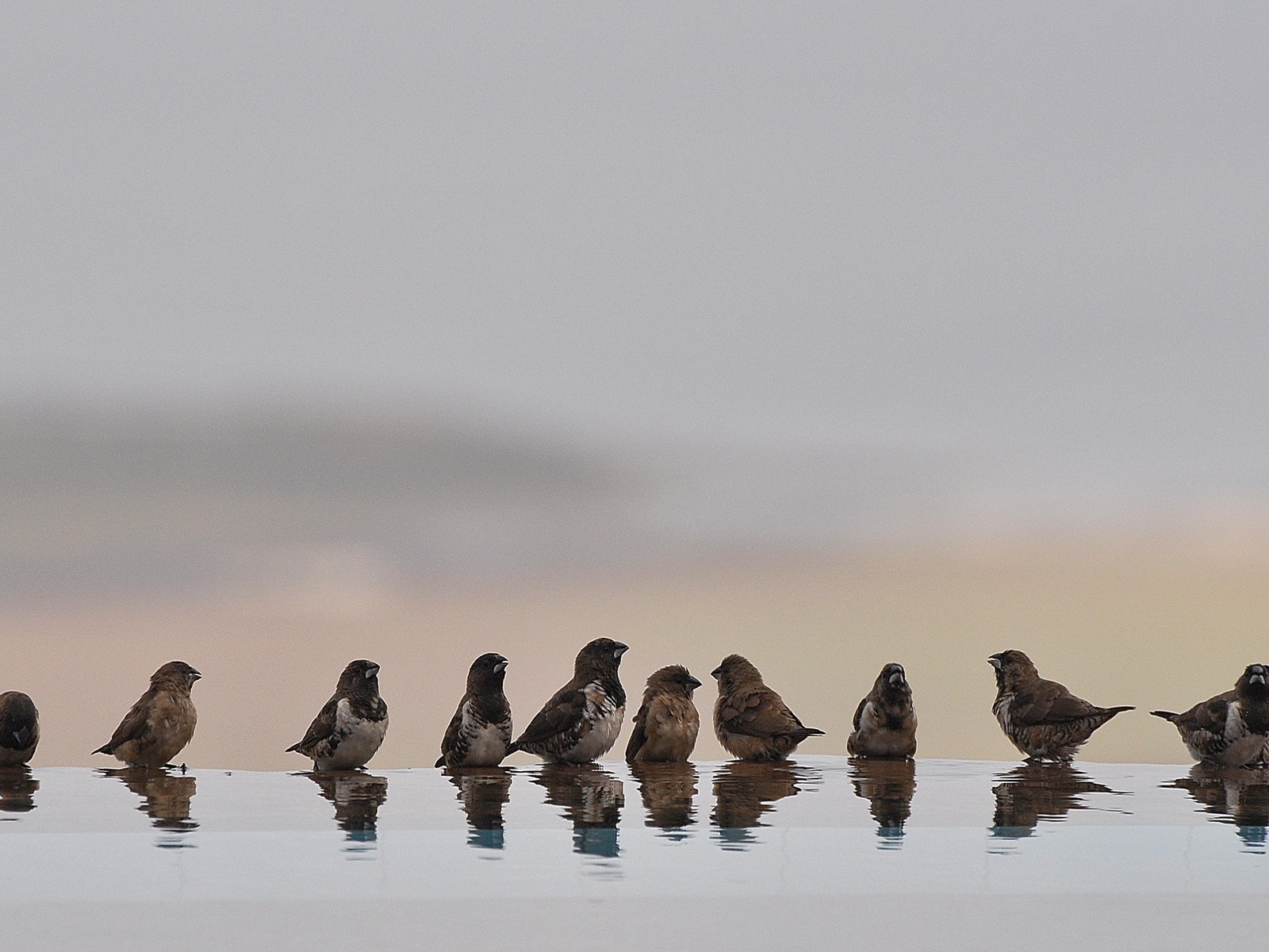 Птицы купаются