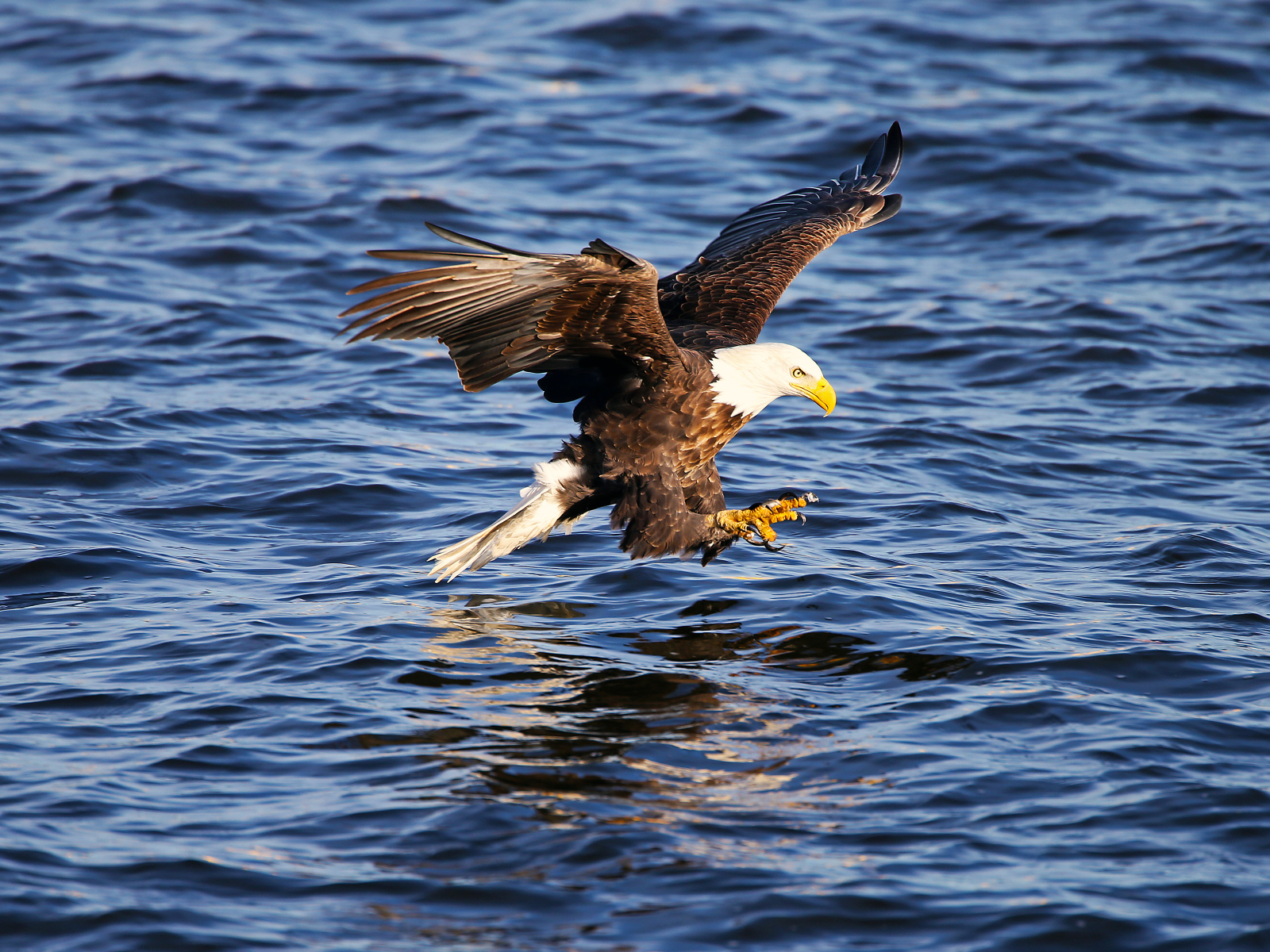 Орёл ловит рыбу