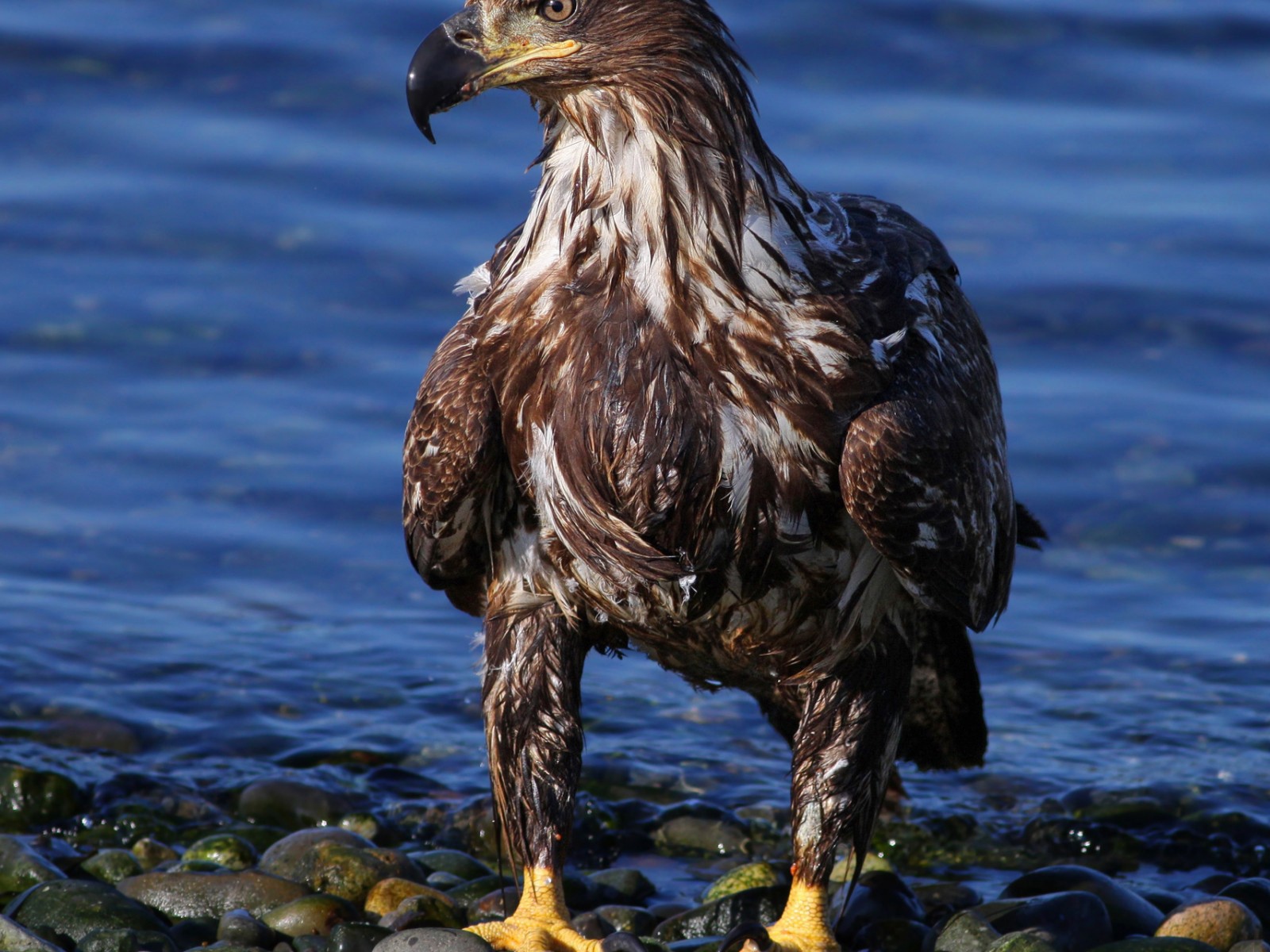 Eagle on the sea shore