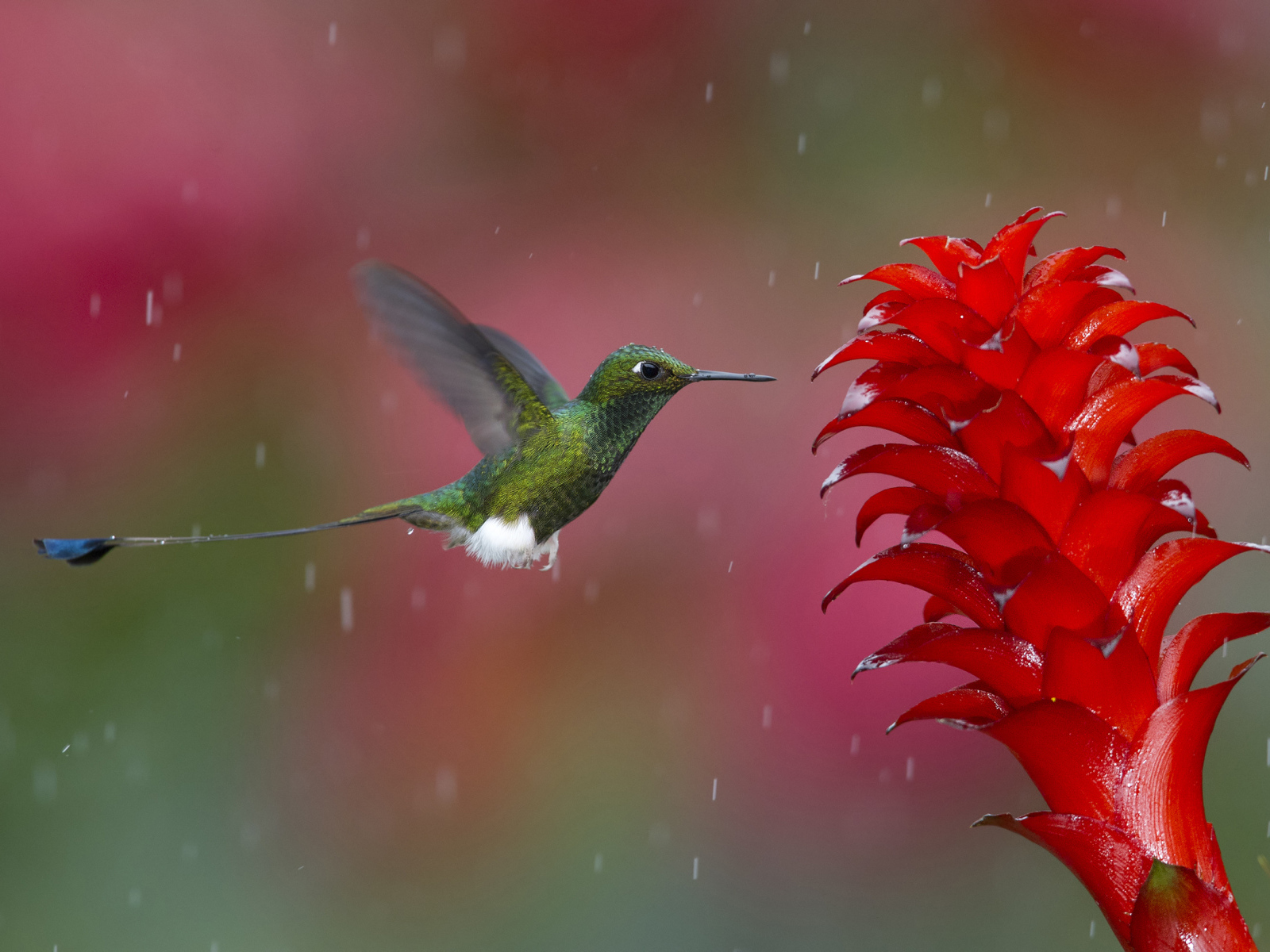 Зеленая Колибри у цветка