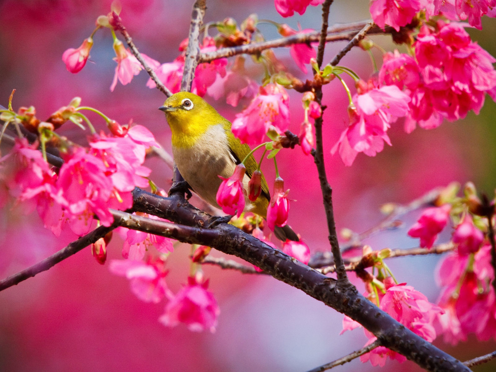 Горная вишневая птичка