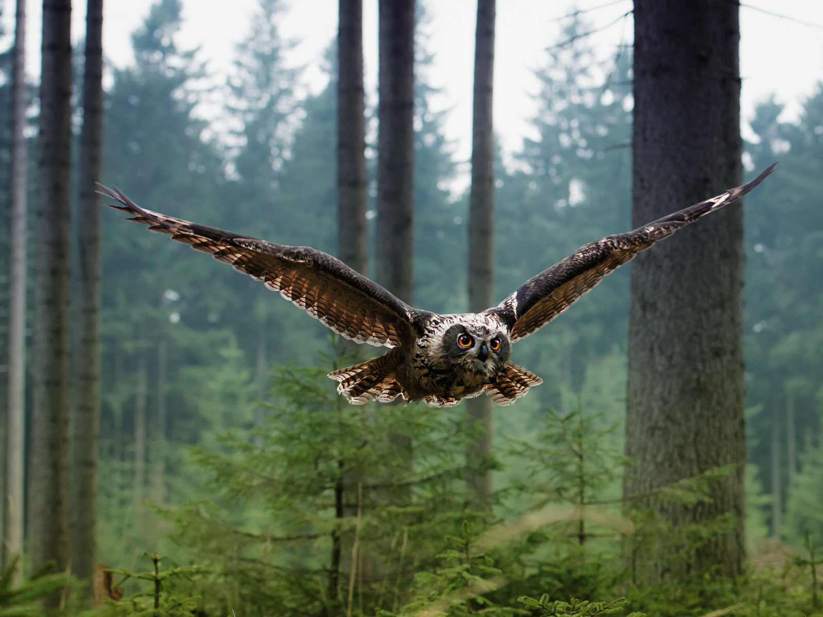 Сова в полете