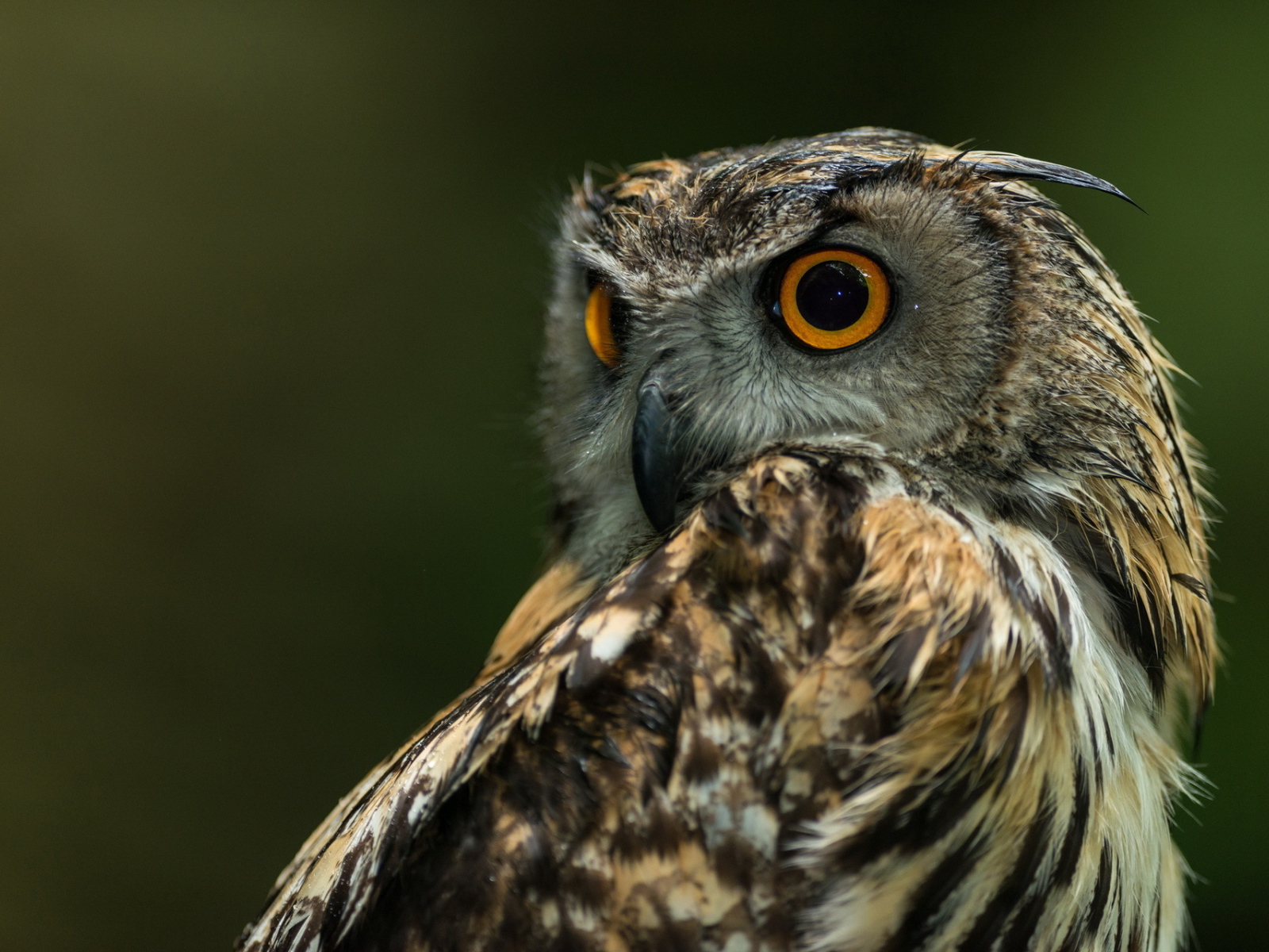 Сова с круглыми глазами