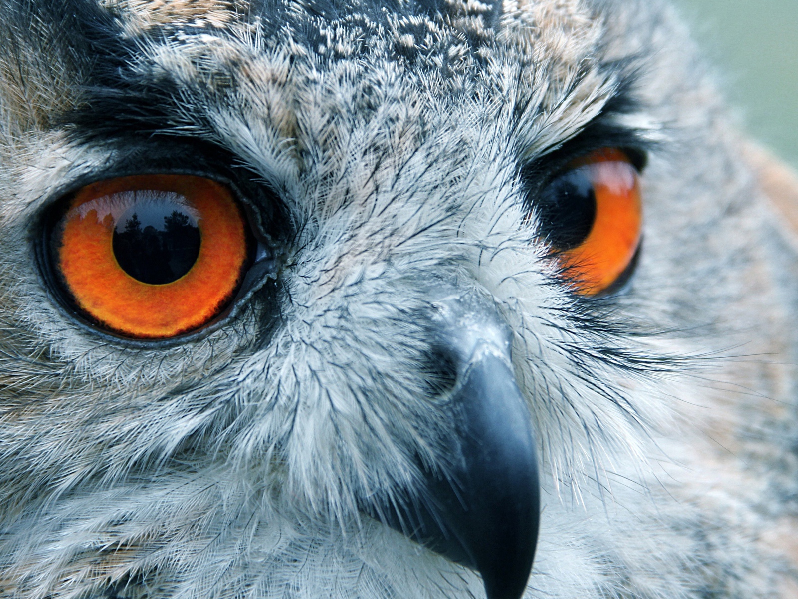 Портрет совы