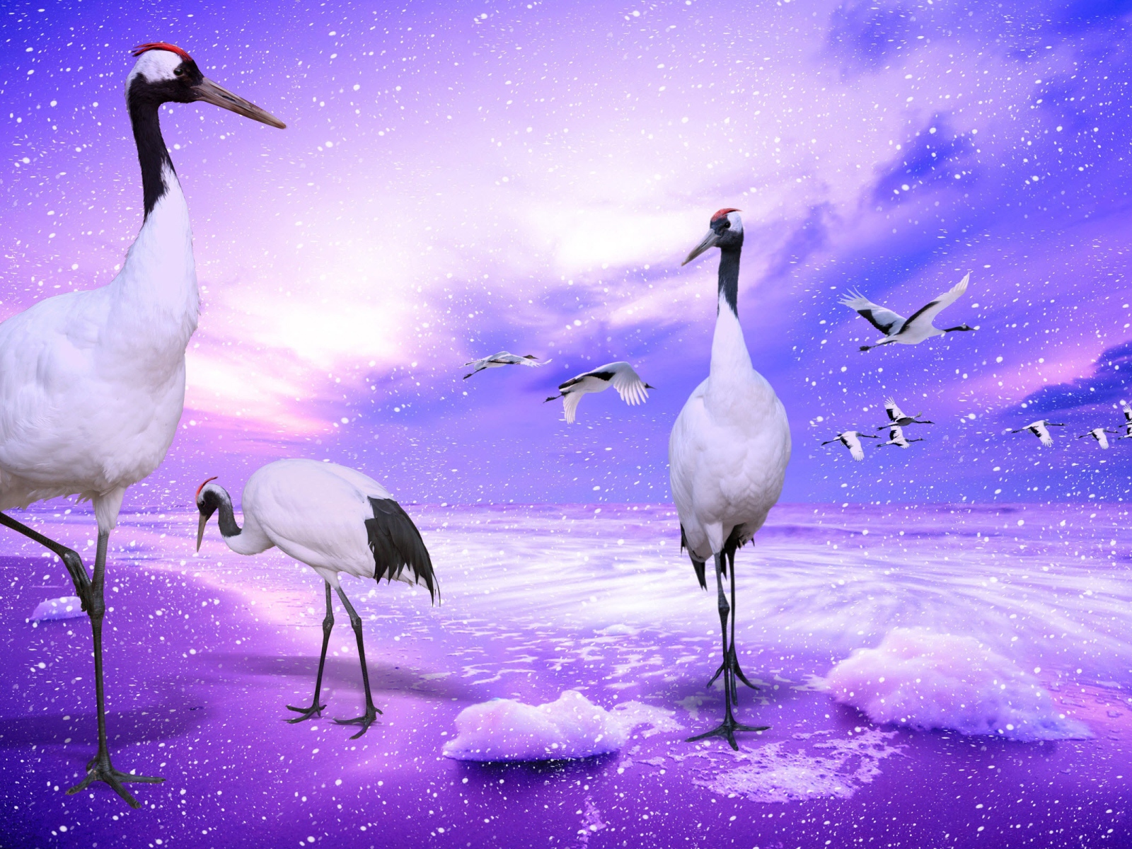 Венценосные журавли, Япония