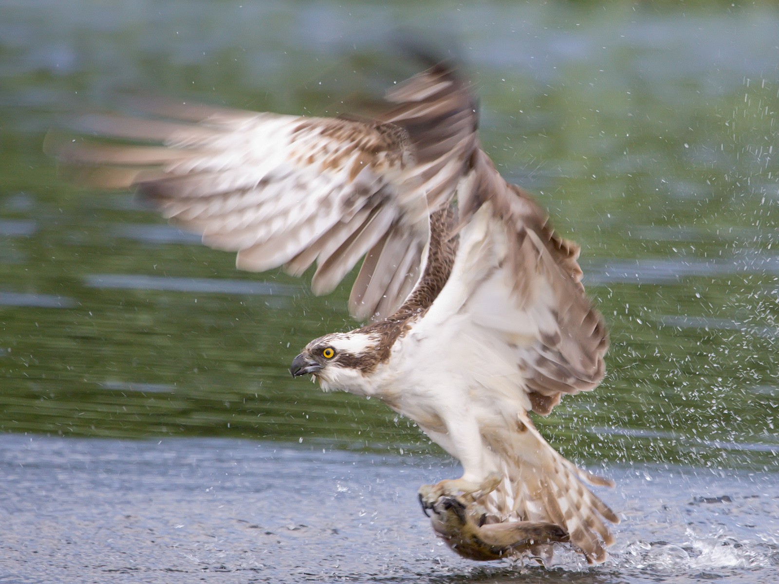Сокол схватил рыбу