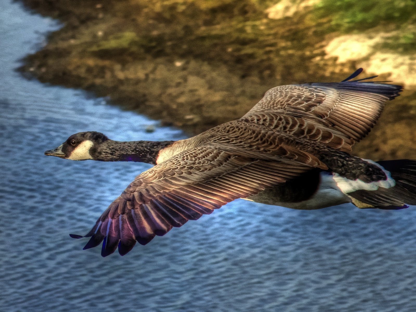 Утка в полете