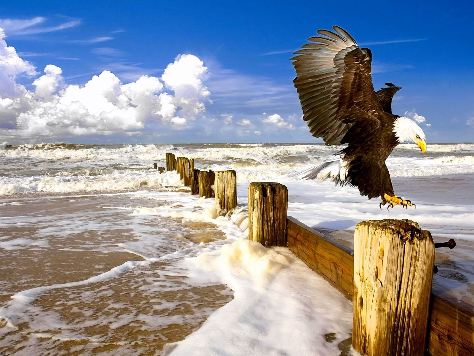 Орел садится на столб