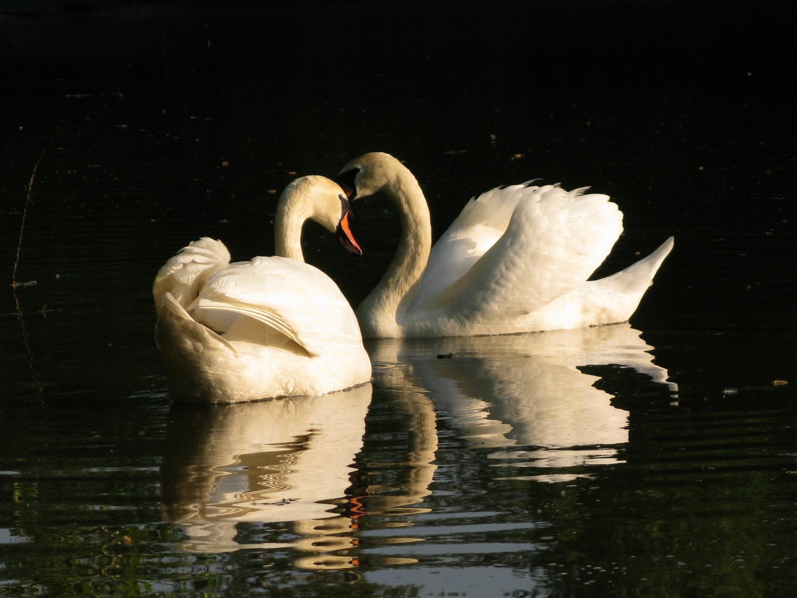 Два лебедя на воде