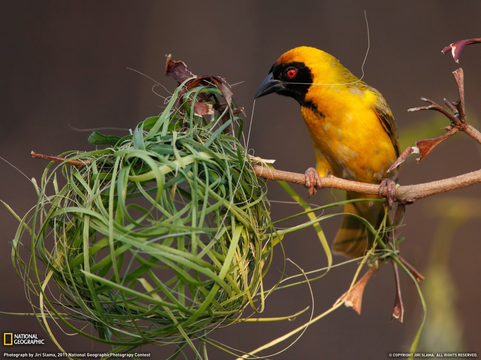 	  A bird makes a nest