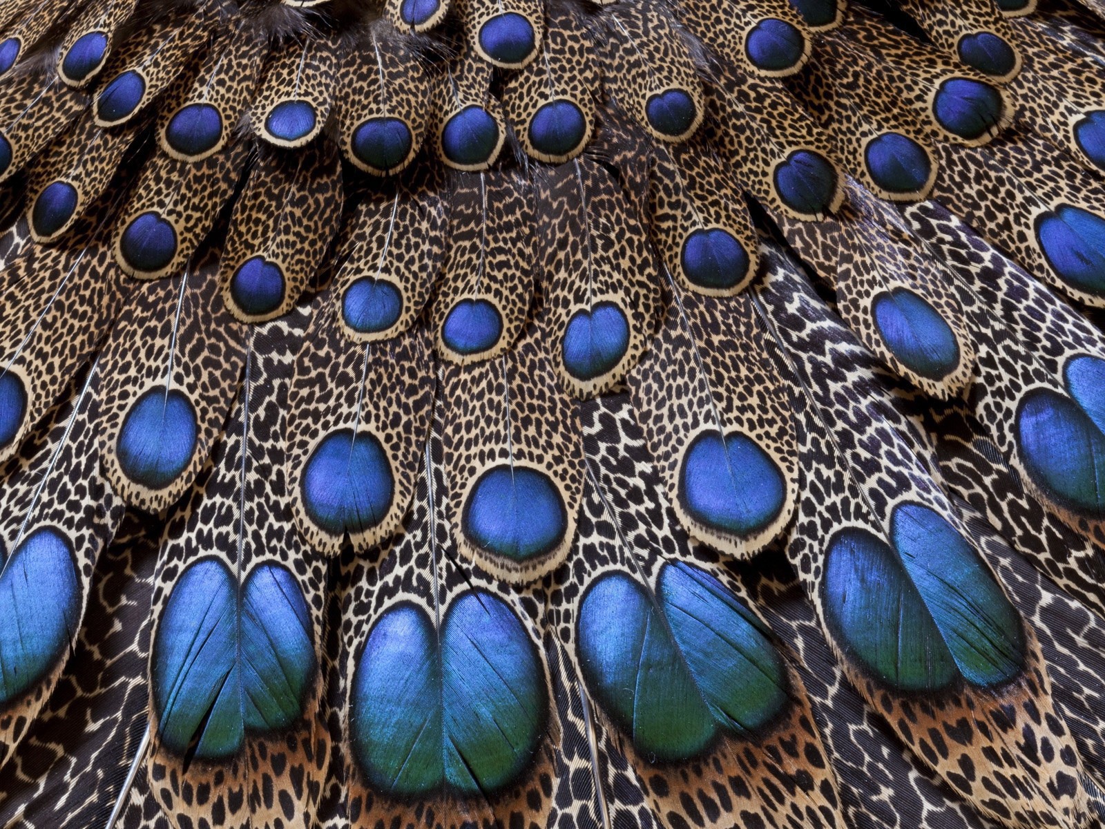 Хвост павлина