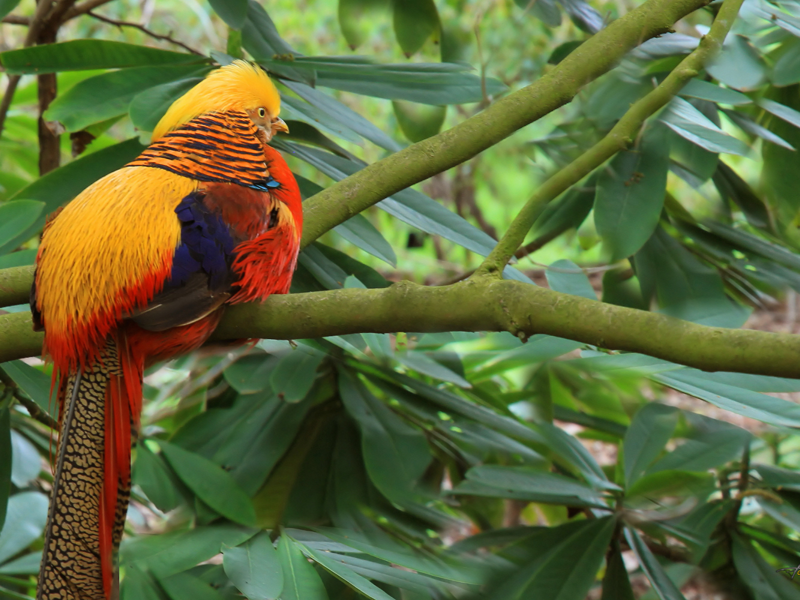 Золотой фазан на ветке