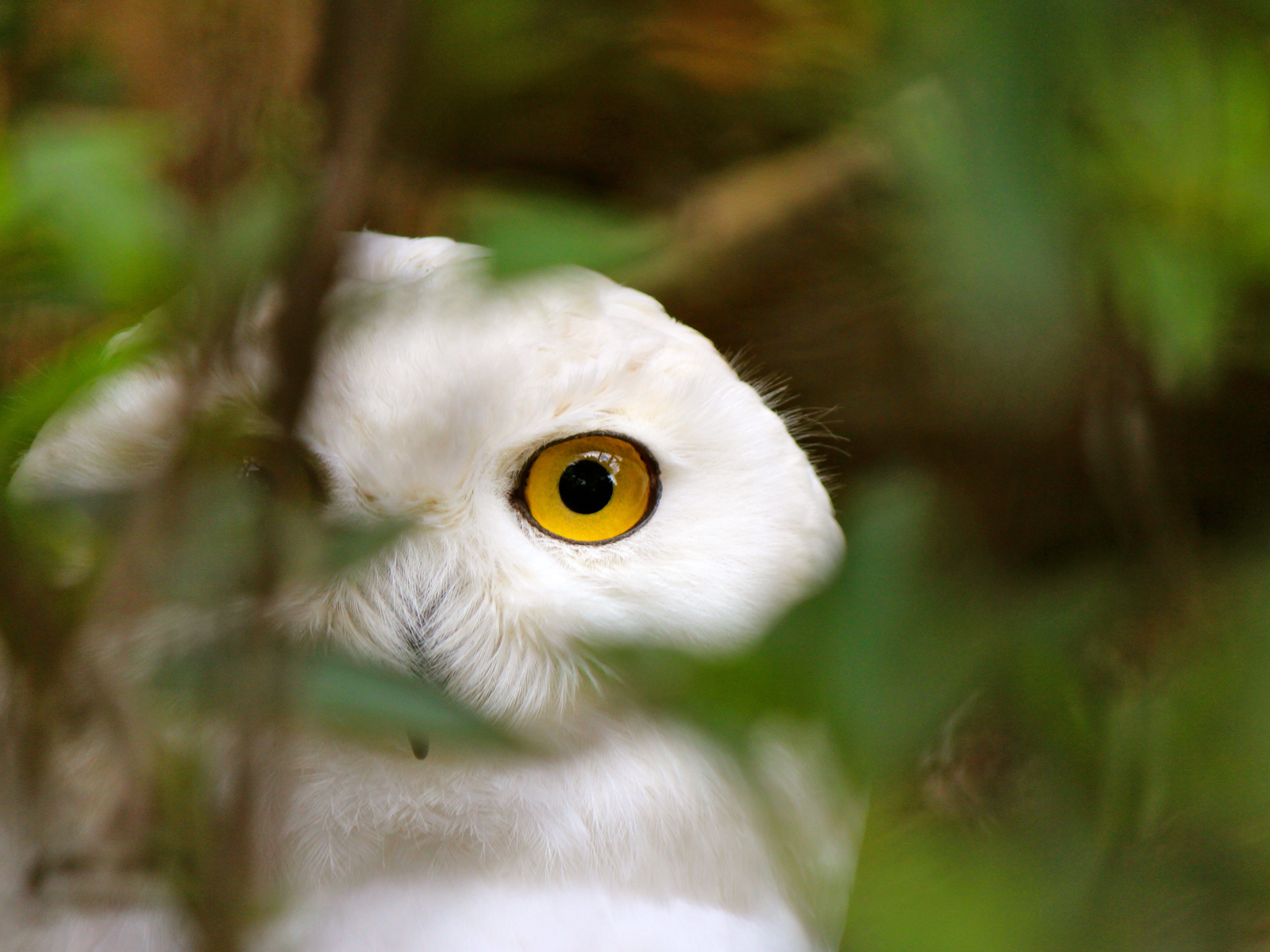 Голова белой совы