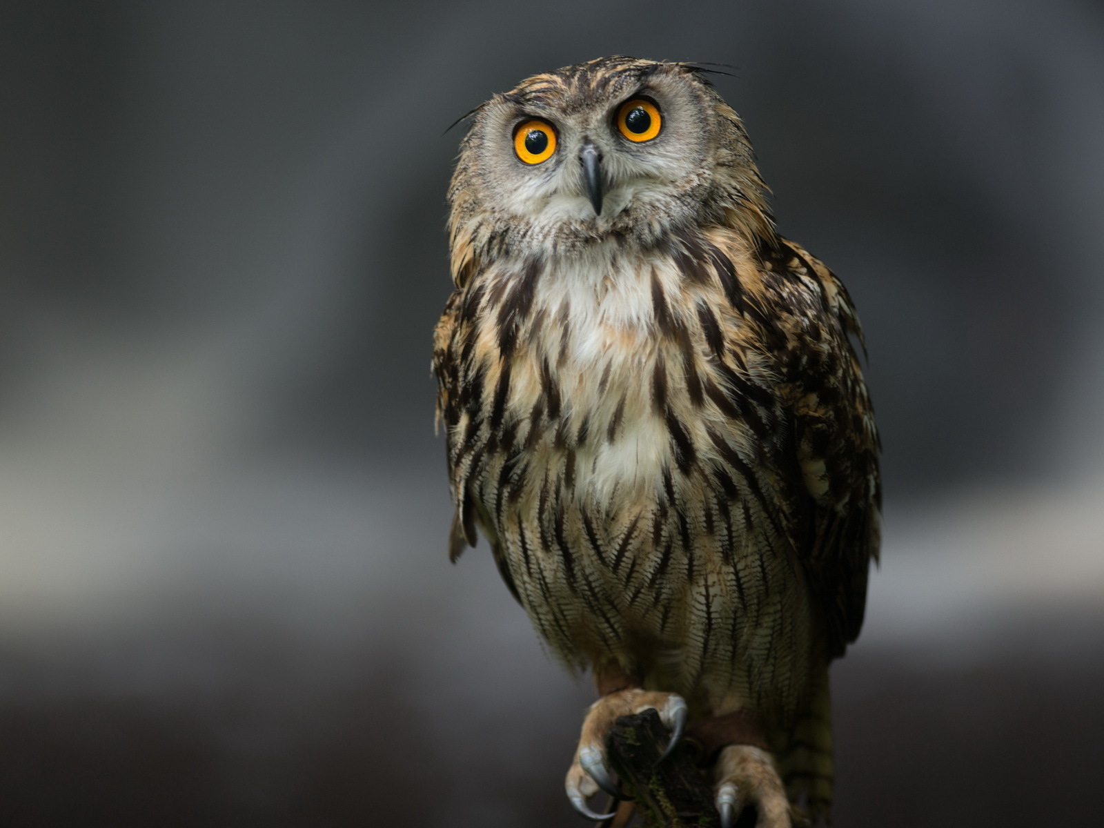 Сова на сером фоне
