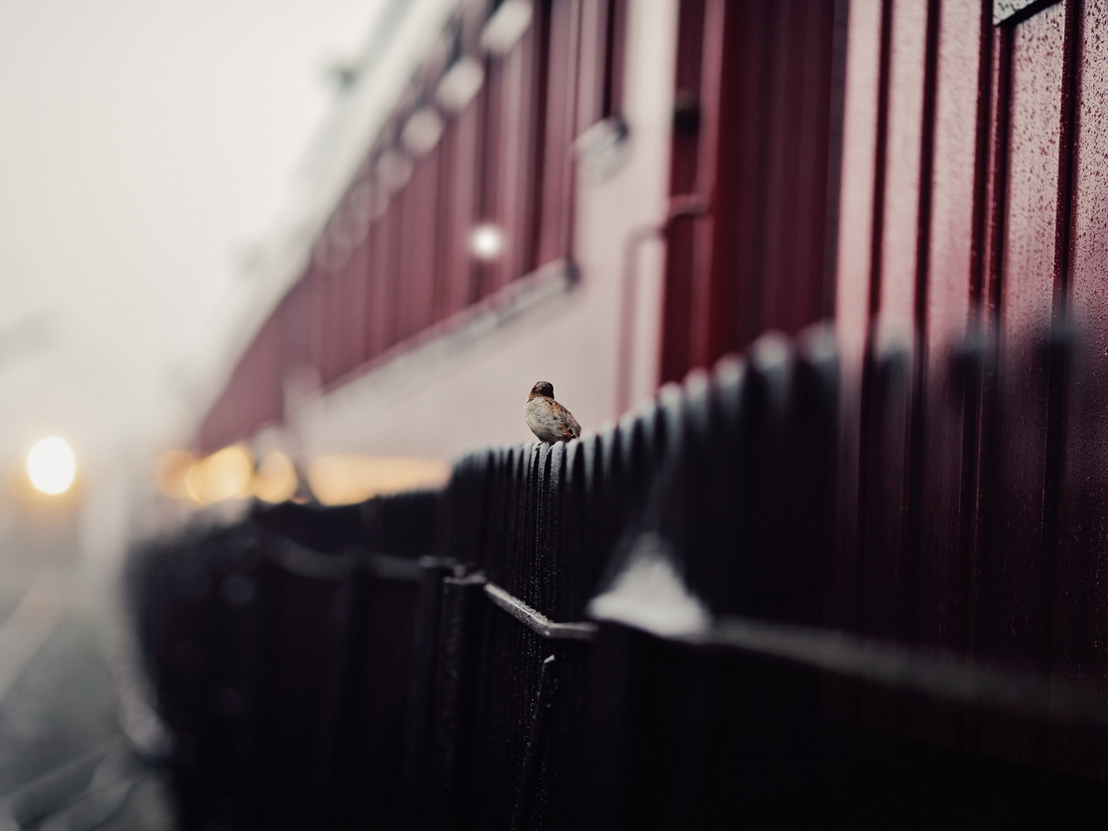 Воробей сидит на заборе