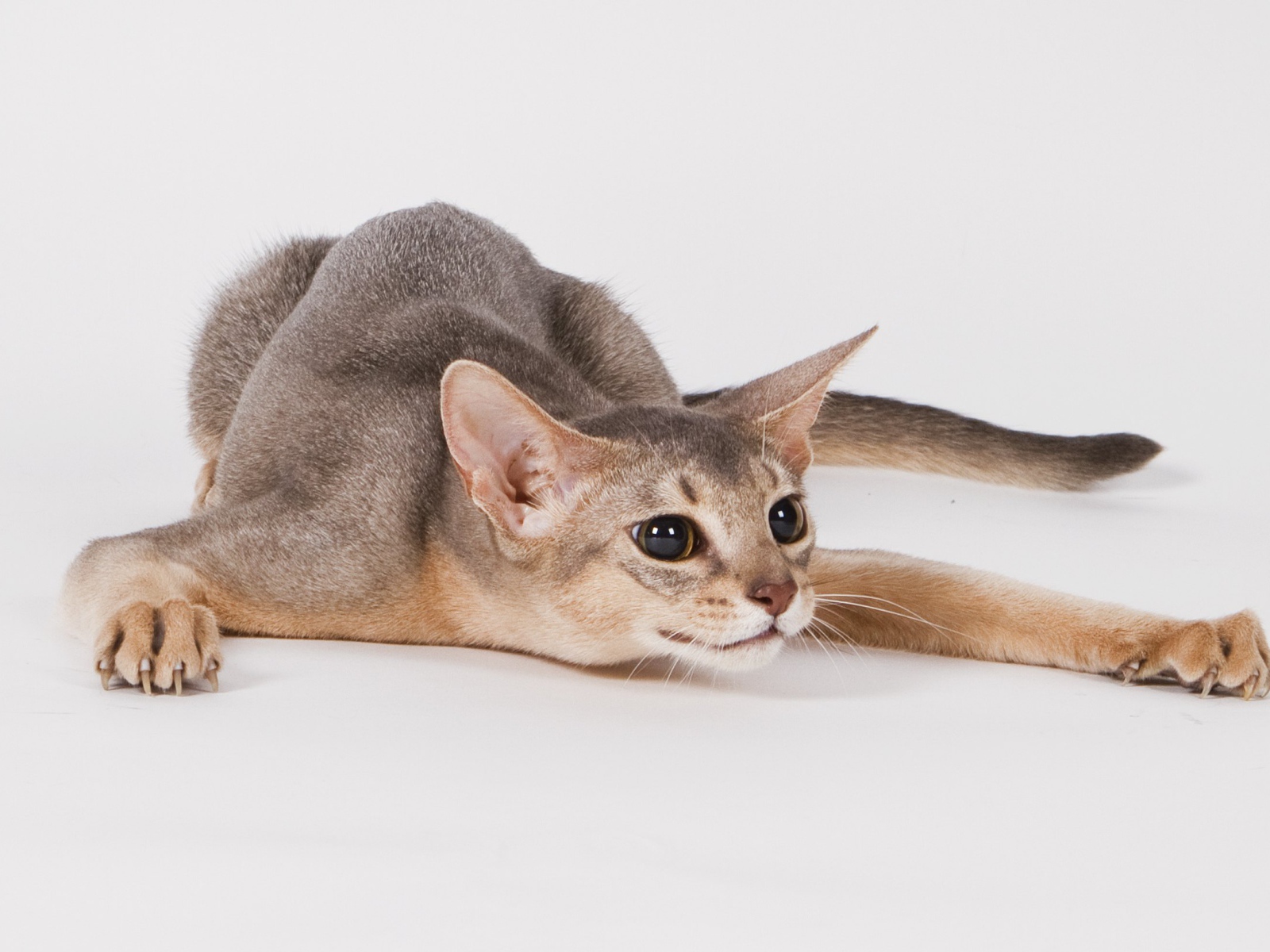 Абиссинская кошка на охоте