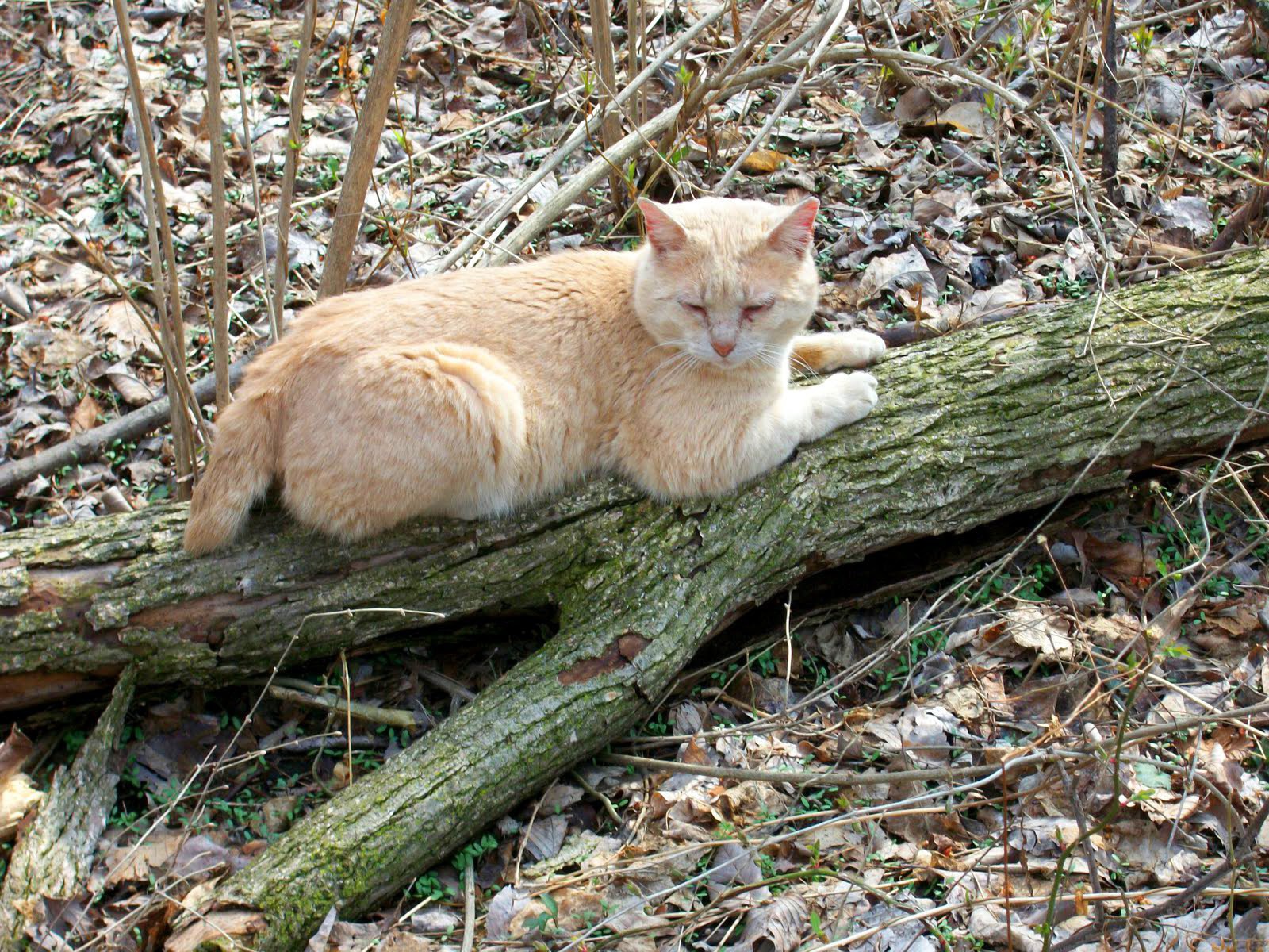 Рыжий американский бобтейл