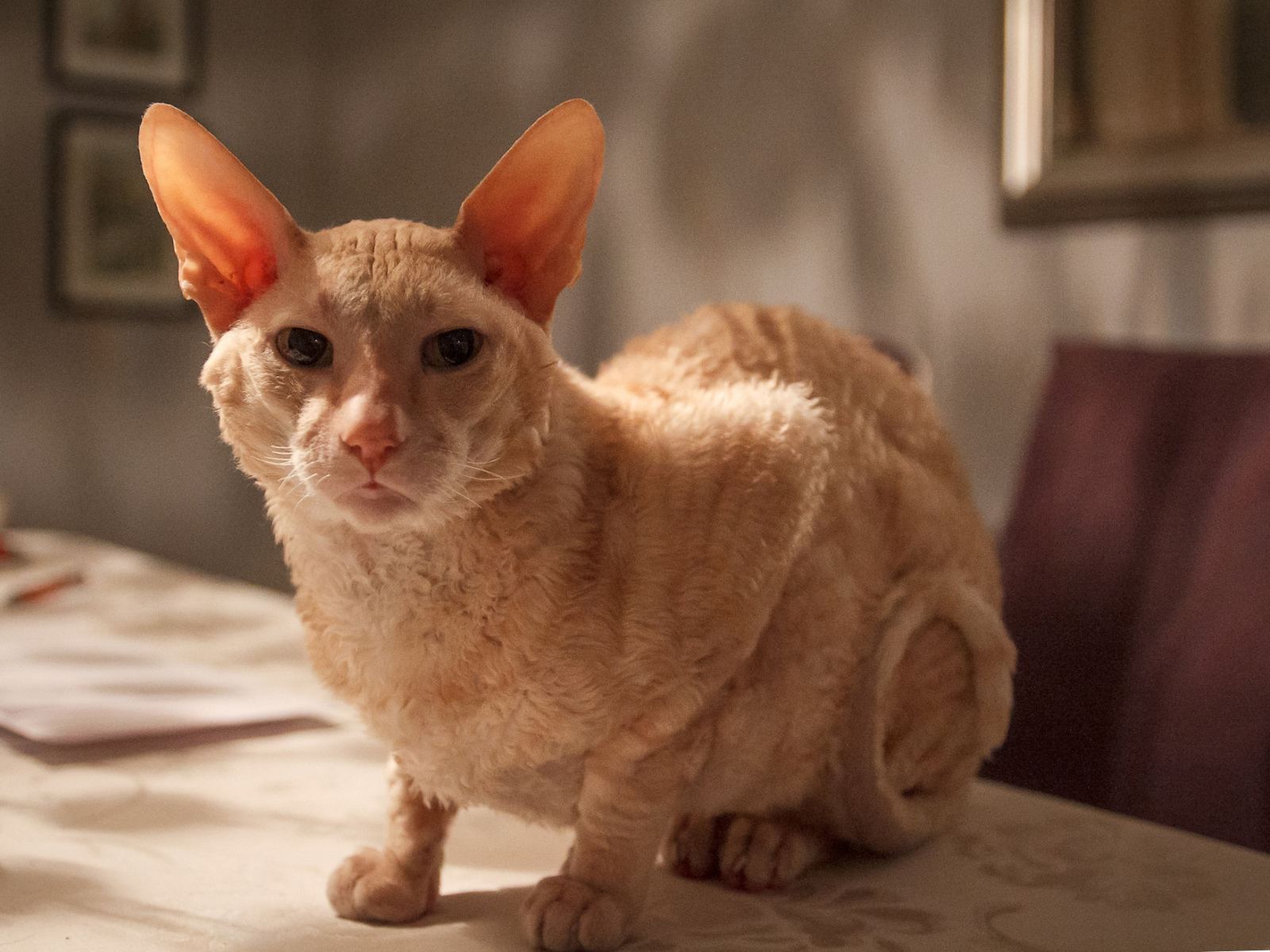 Рыжий корниш рекс