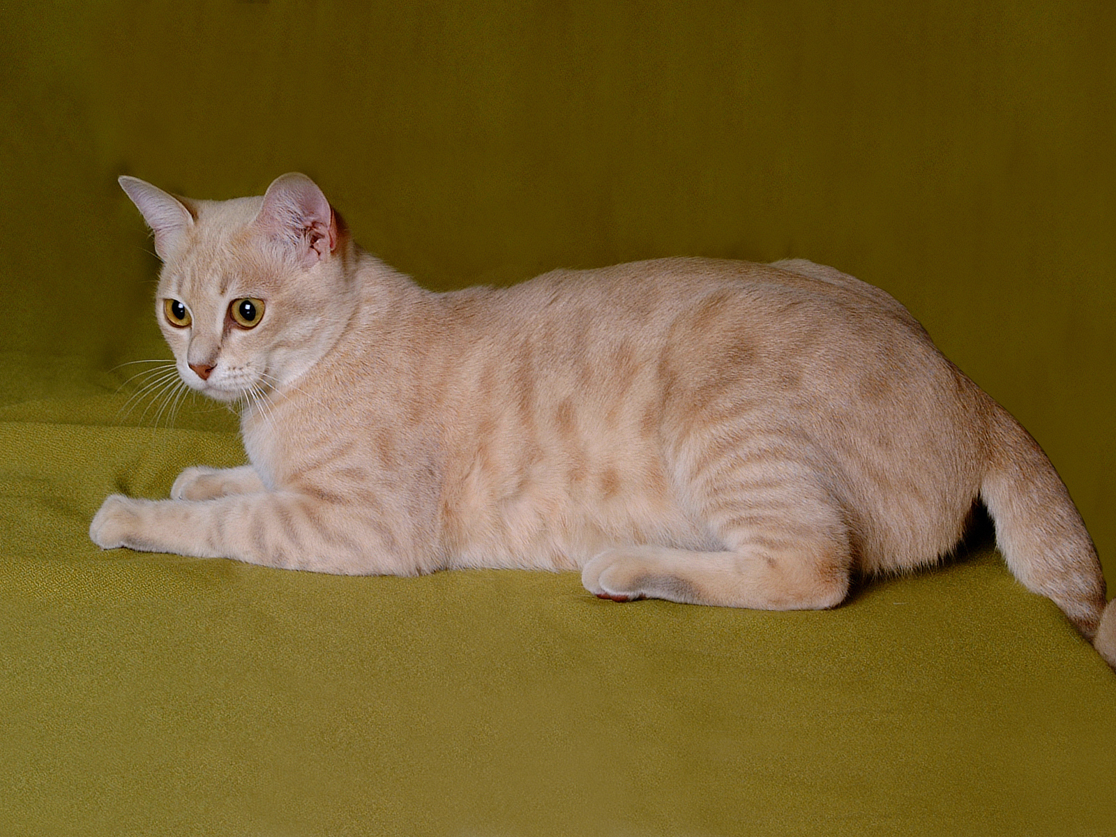 Австралийский мист на зеленом фоне