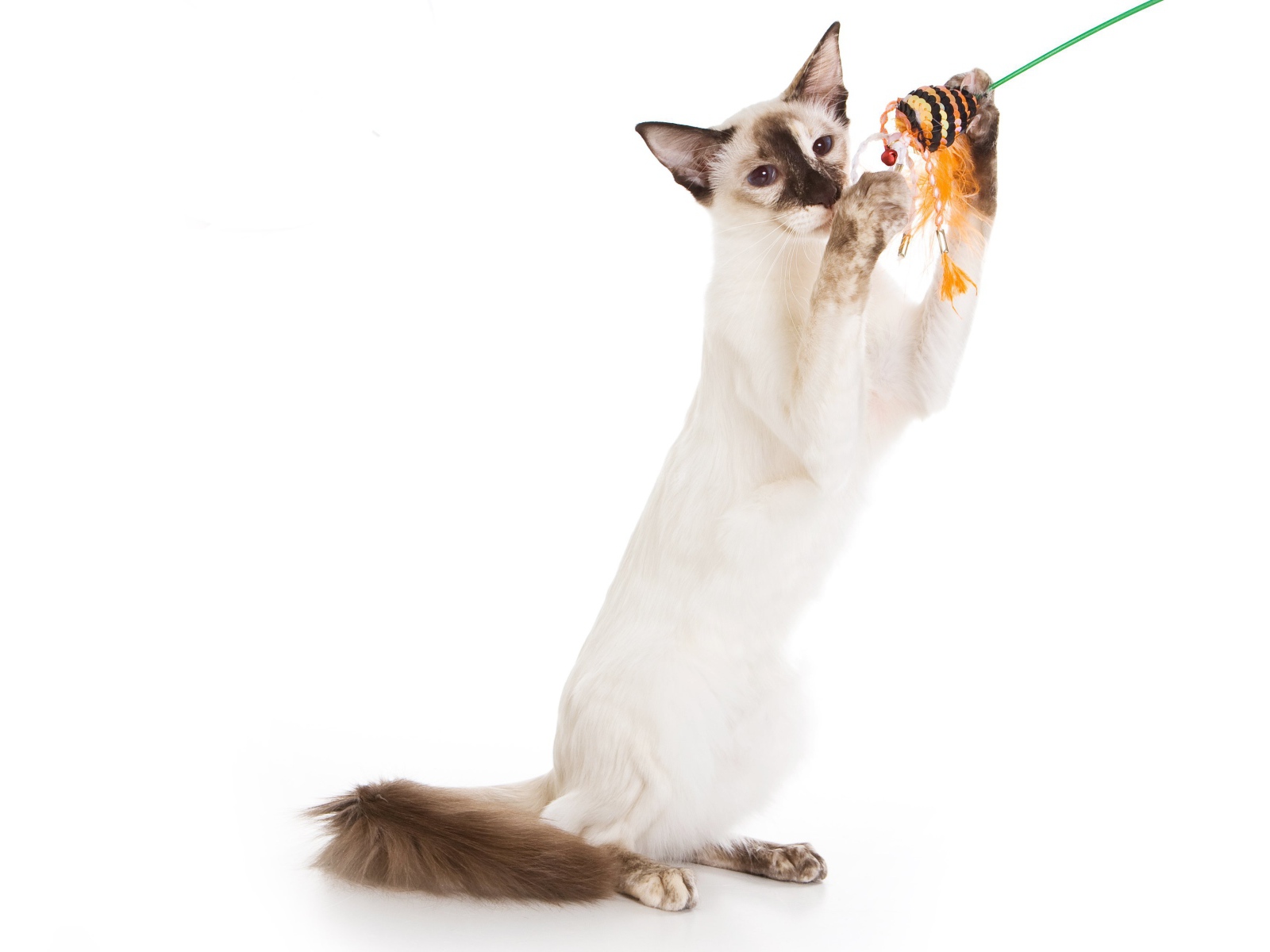 Балийская кошка с игрушкой