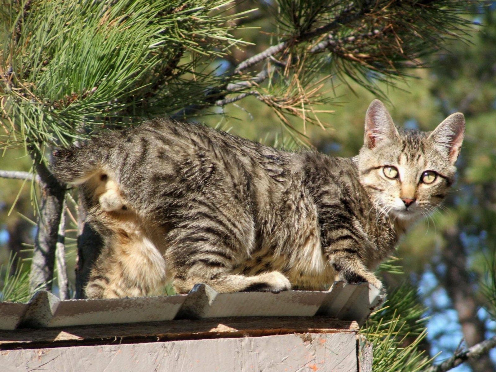 Красивый американский бобтейл