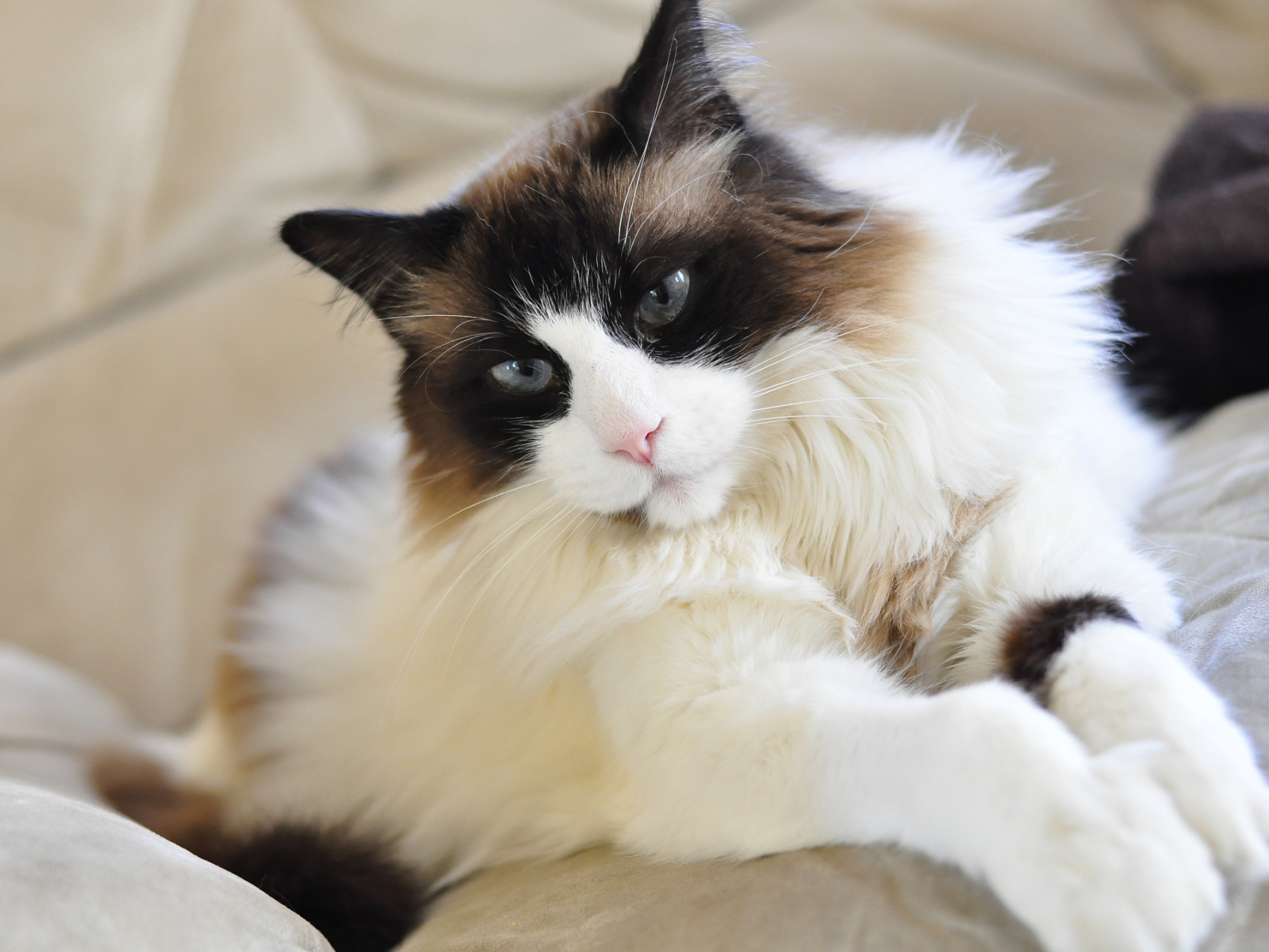 Красивая кошка рэгдолл