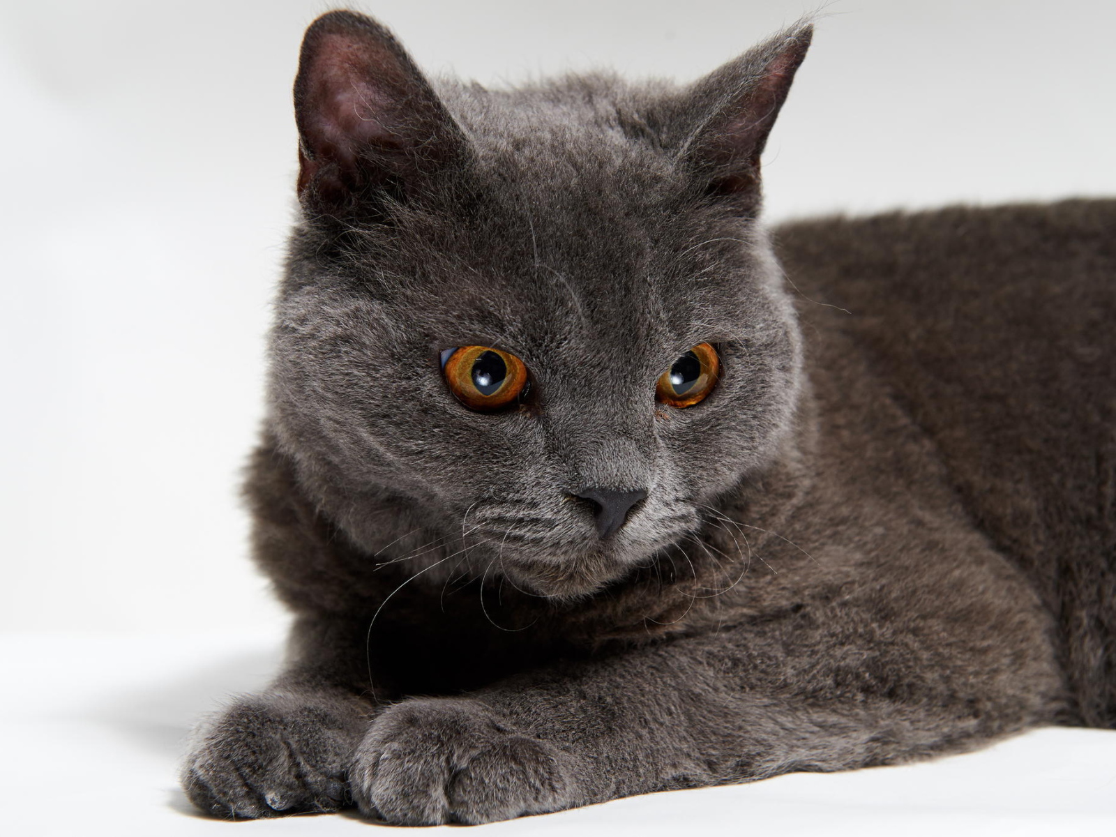 Красивый серый селкирк рекс