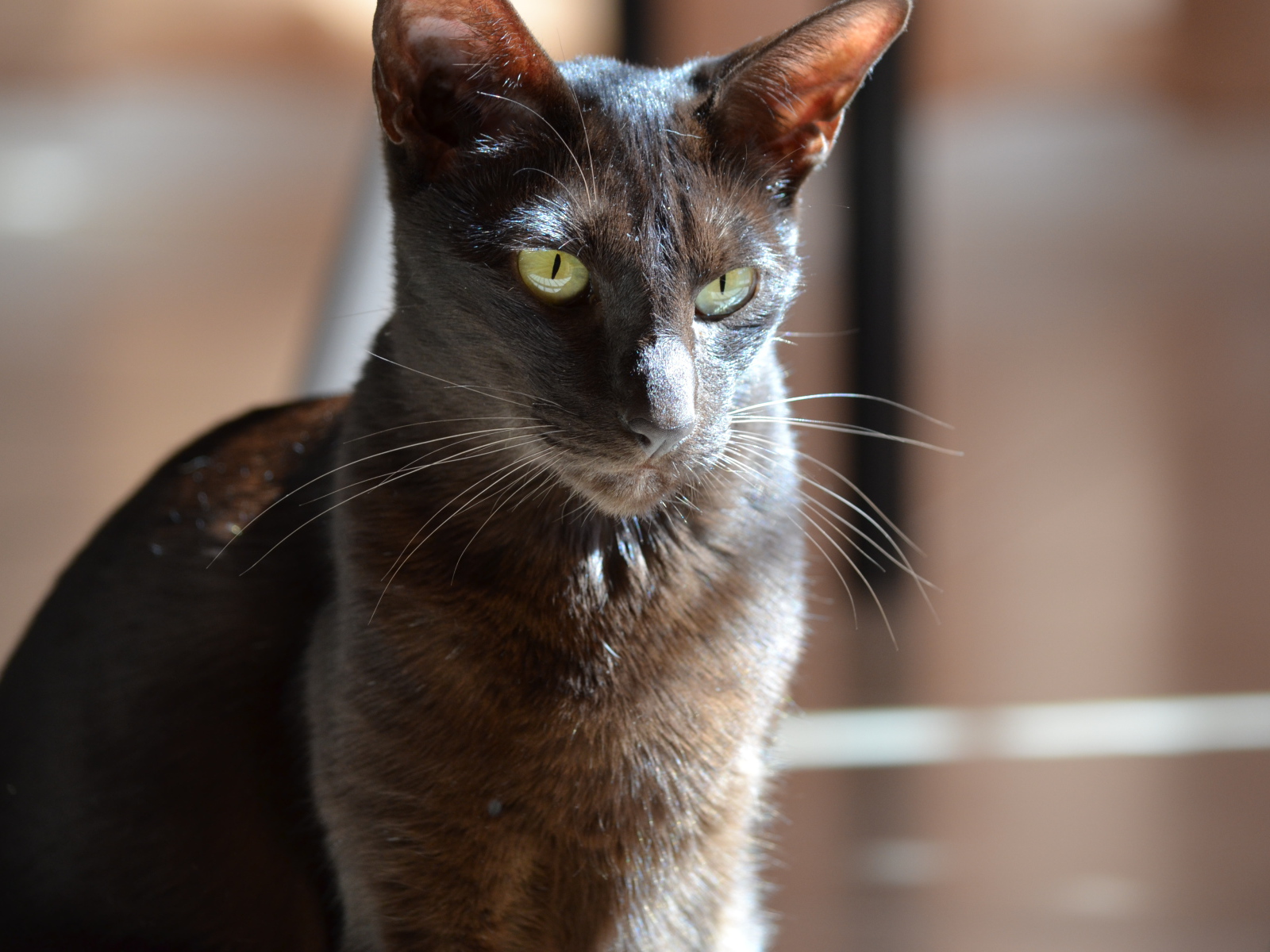 Черная ориентальная короткошерстная кошка