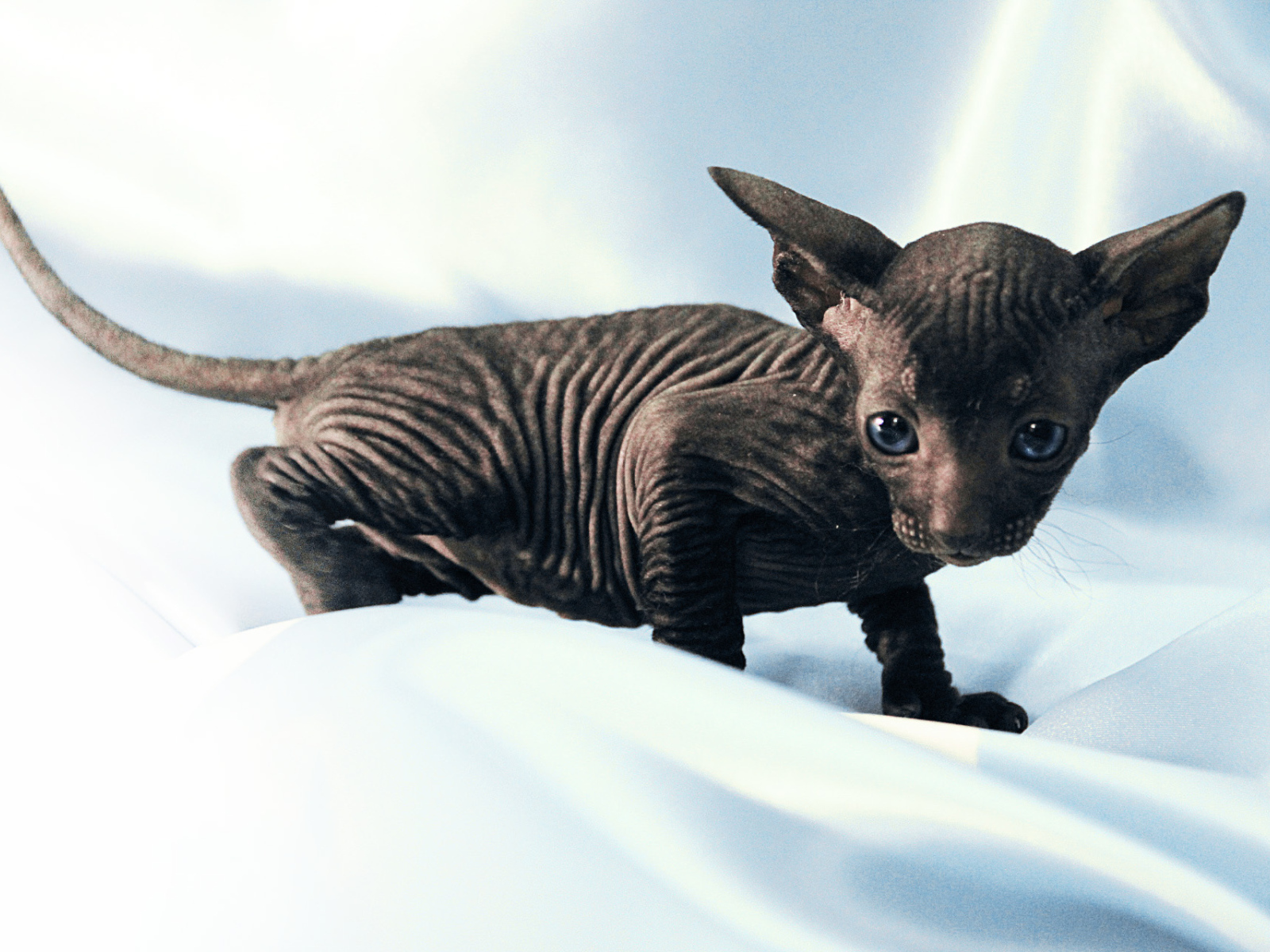 Черный котенок петерболд