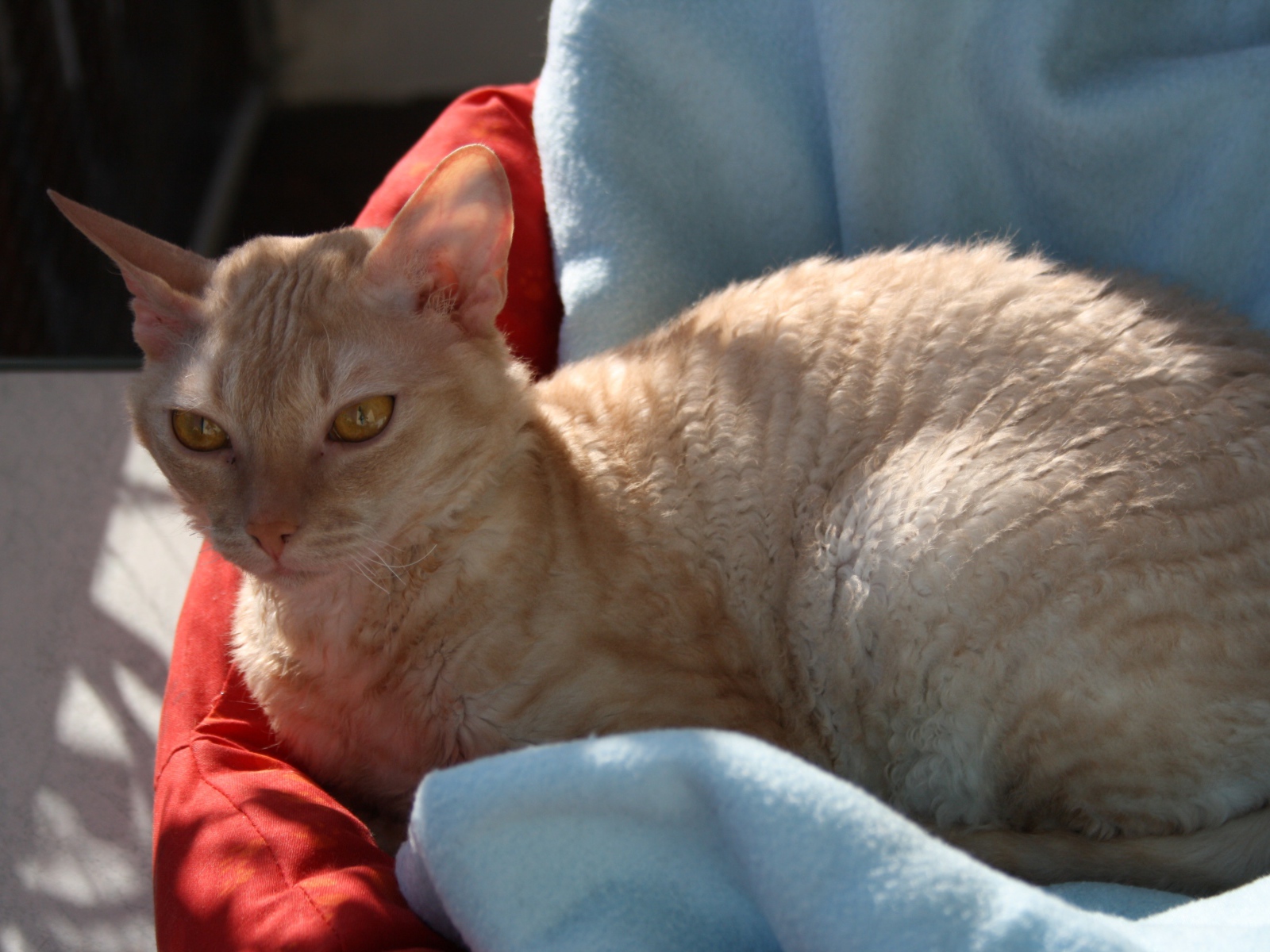 Порода немецкий рекс