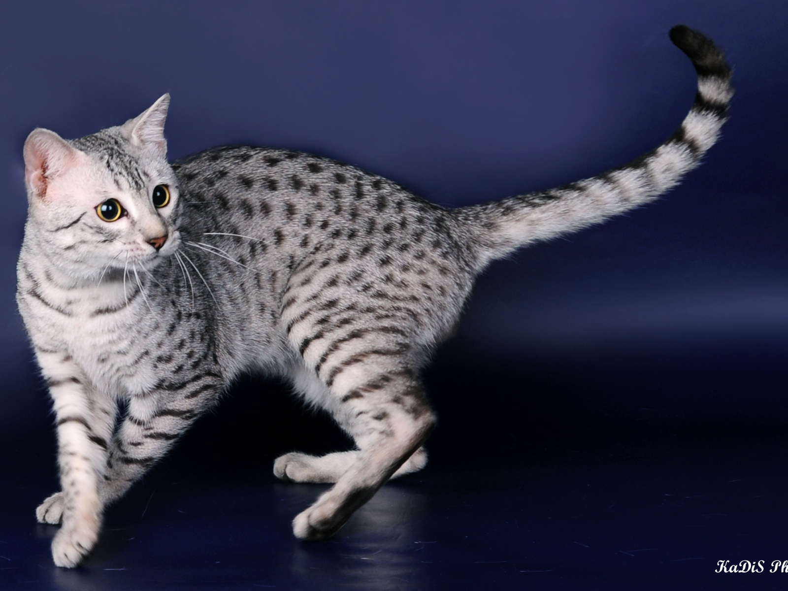 Порода кошек египетская мау