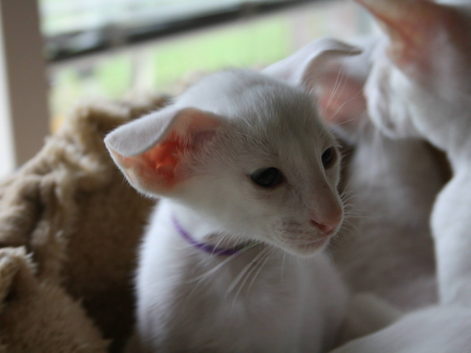 Порода кошек форин вайт