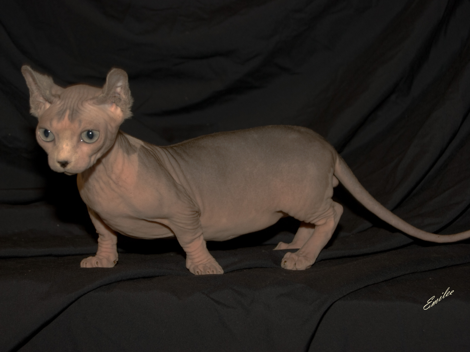 Порода кошек минскин