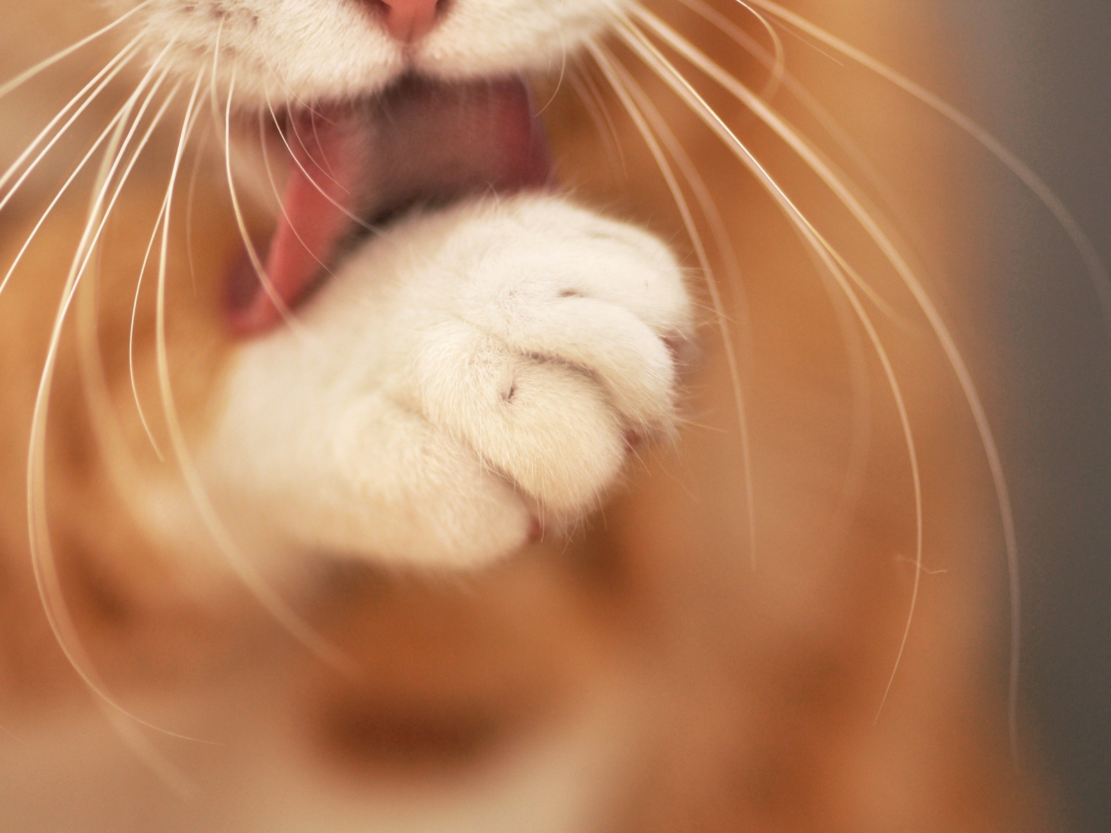 Кот лижет лапу