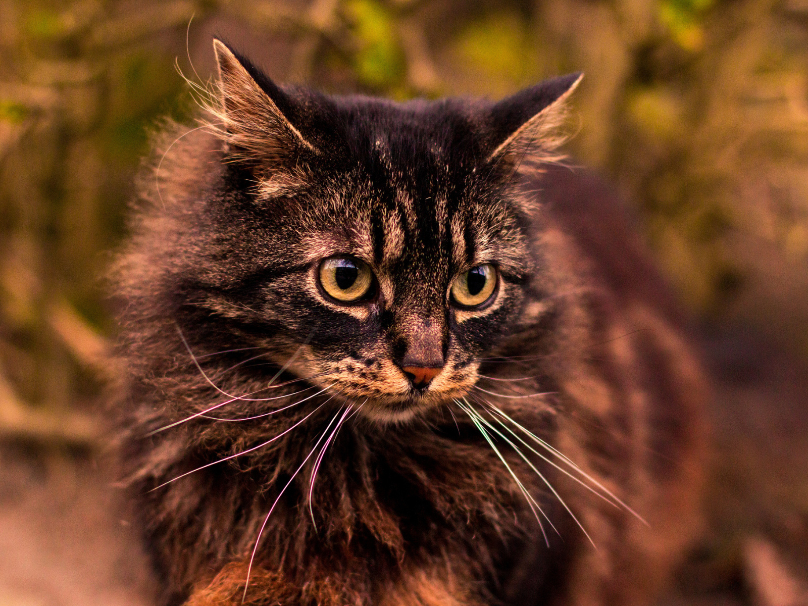 Кот на прогулке