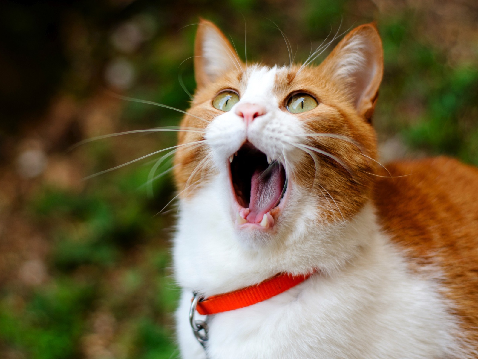 Кошачья ария