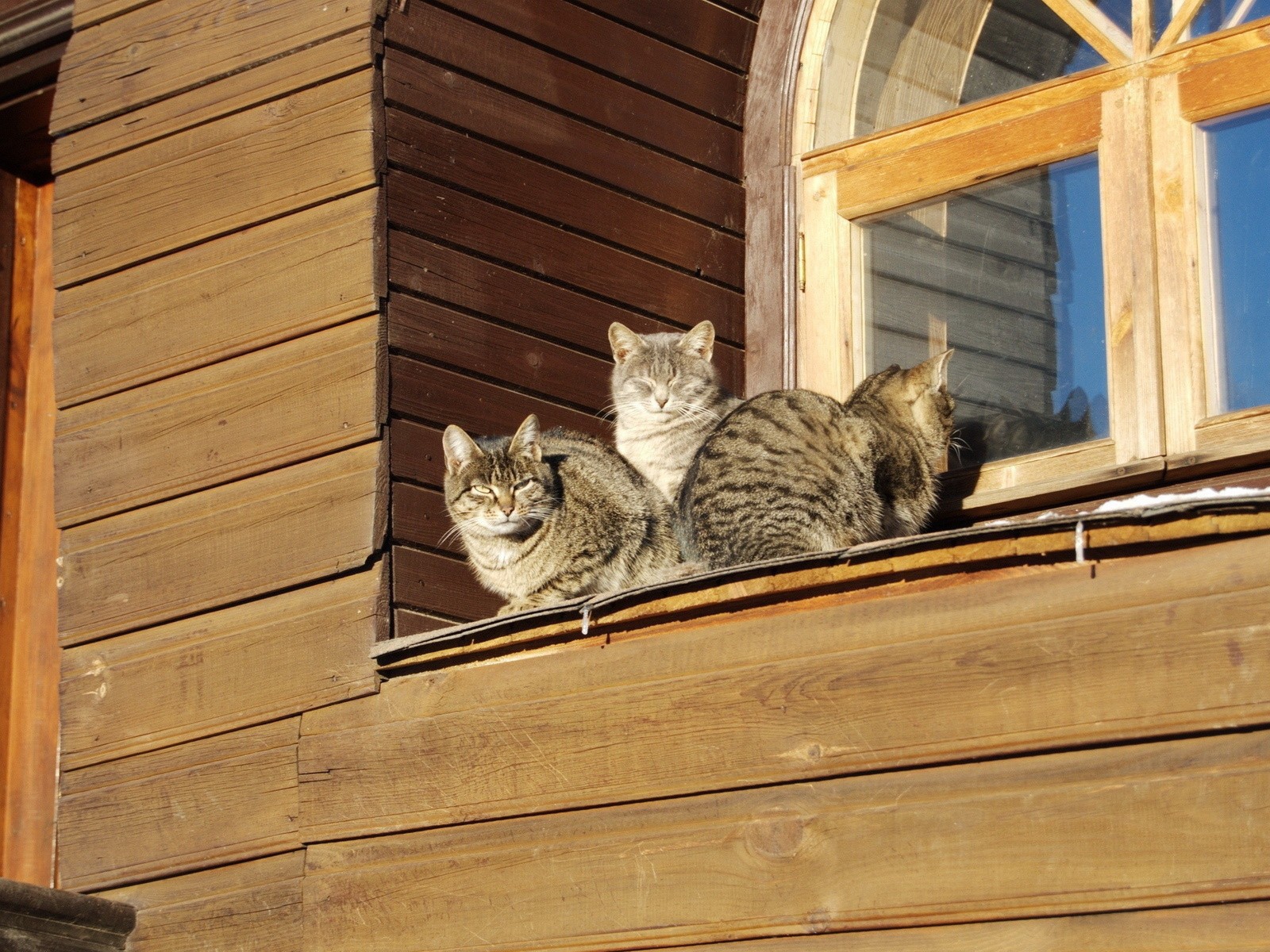 Кошки греются на солнце