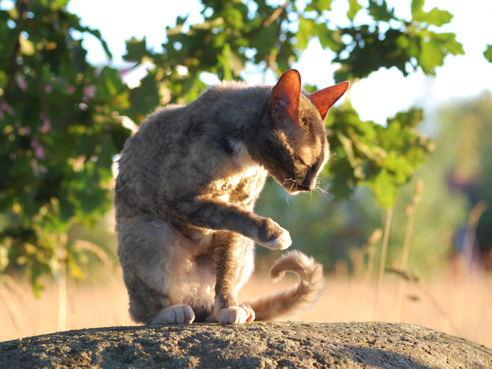 Корниш рекс умывается