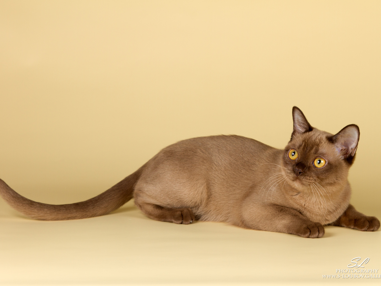 Милашка бурманская кошка