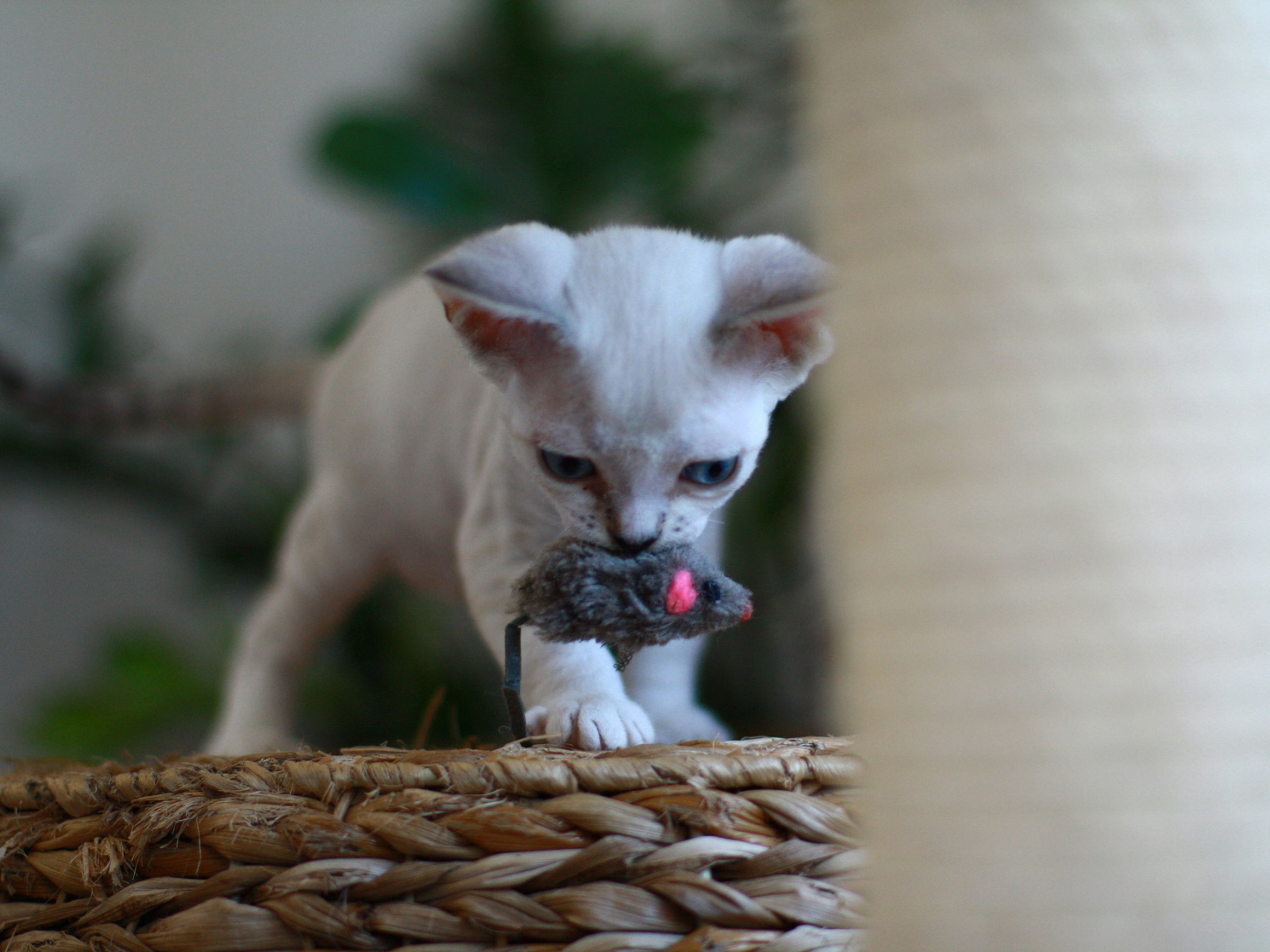 Котенок девон-рекс с игрушкой