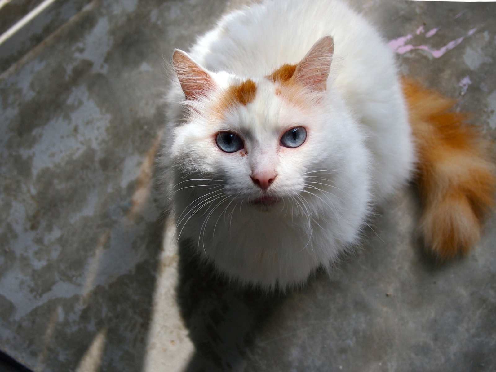 Преданный турецкий ван